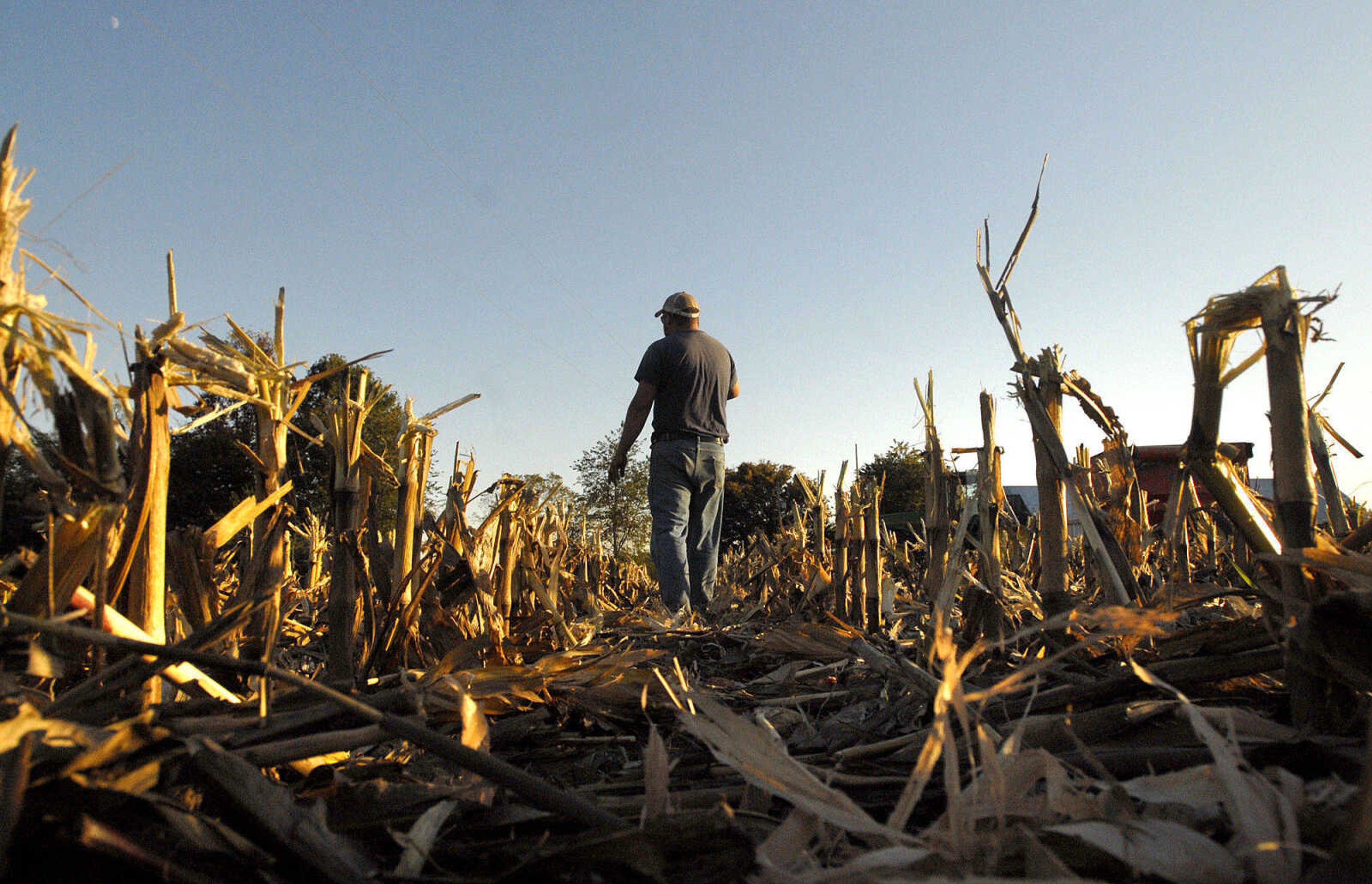 LAURA SIMON ~ lsimon@semissourian.com
Blane Milde of Milde Farms Inc. walks through a row of harvested corn Tuesday, October 4, 2011 near Jackson, Mo.