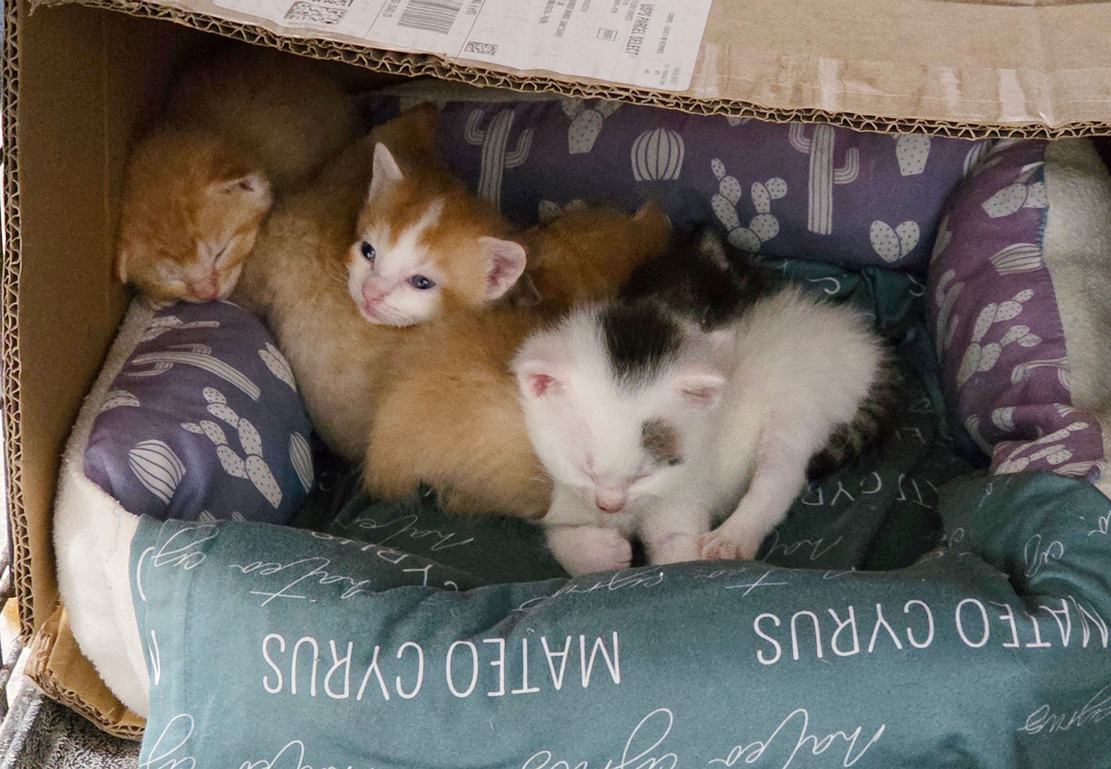 Adopt kittens 5-10-25