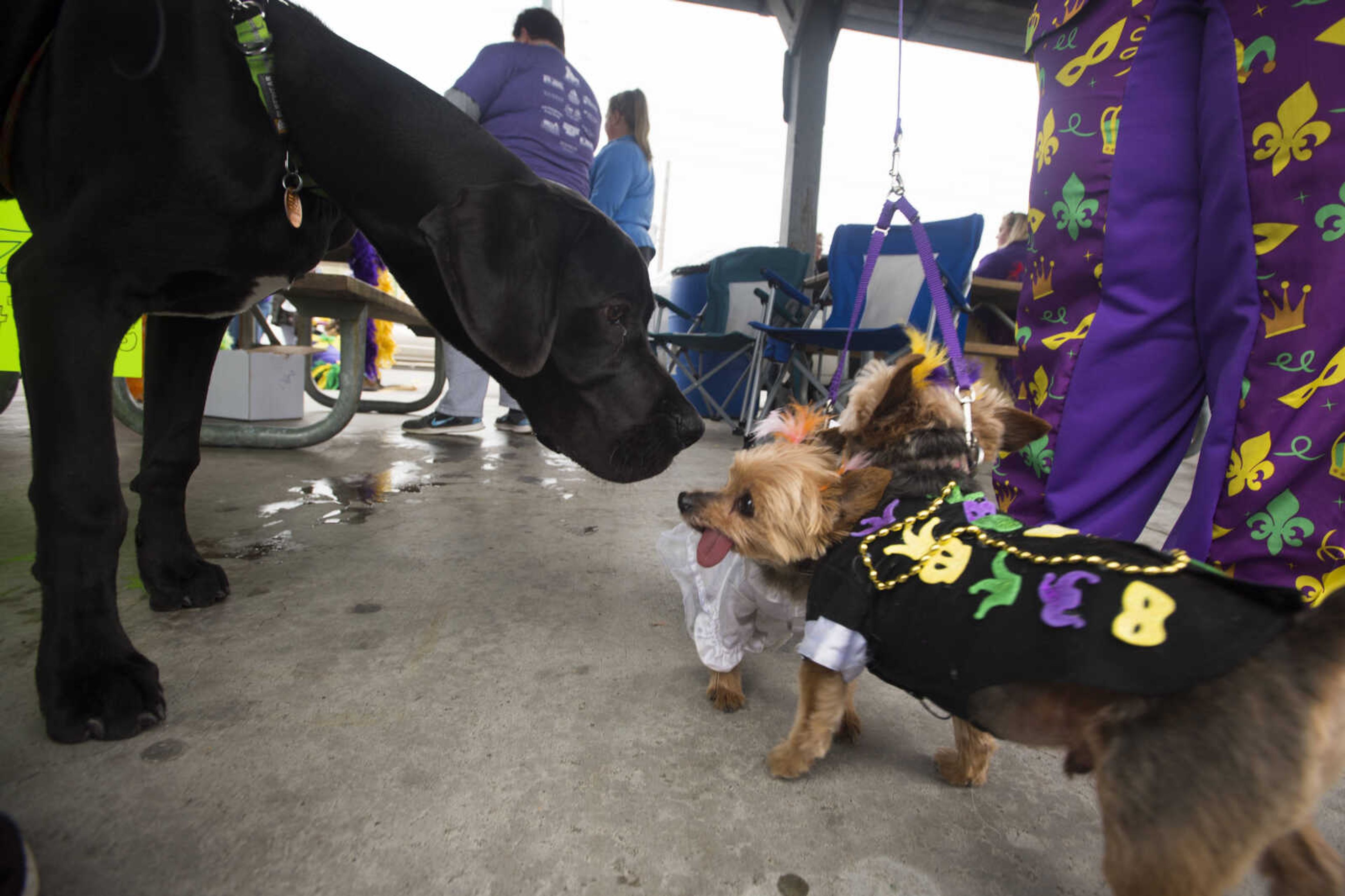 Angela Long's great dane Titus sniffs Heather Miller's yorkies Sammy, front right, and Annabelle before the 2nd annual Mardi Paws Parade of Pets begins Sunday, March 18, 2018, in Cape Girardeau.