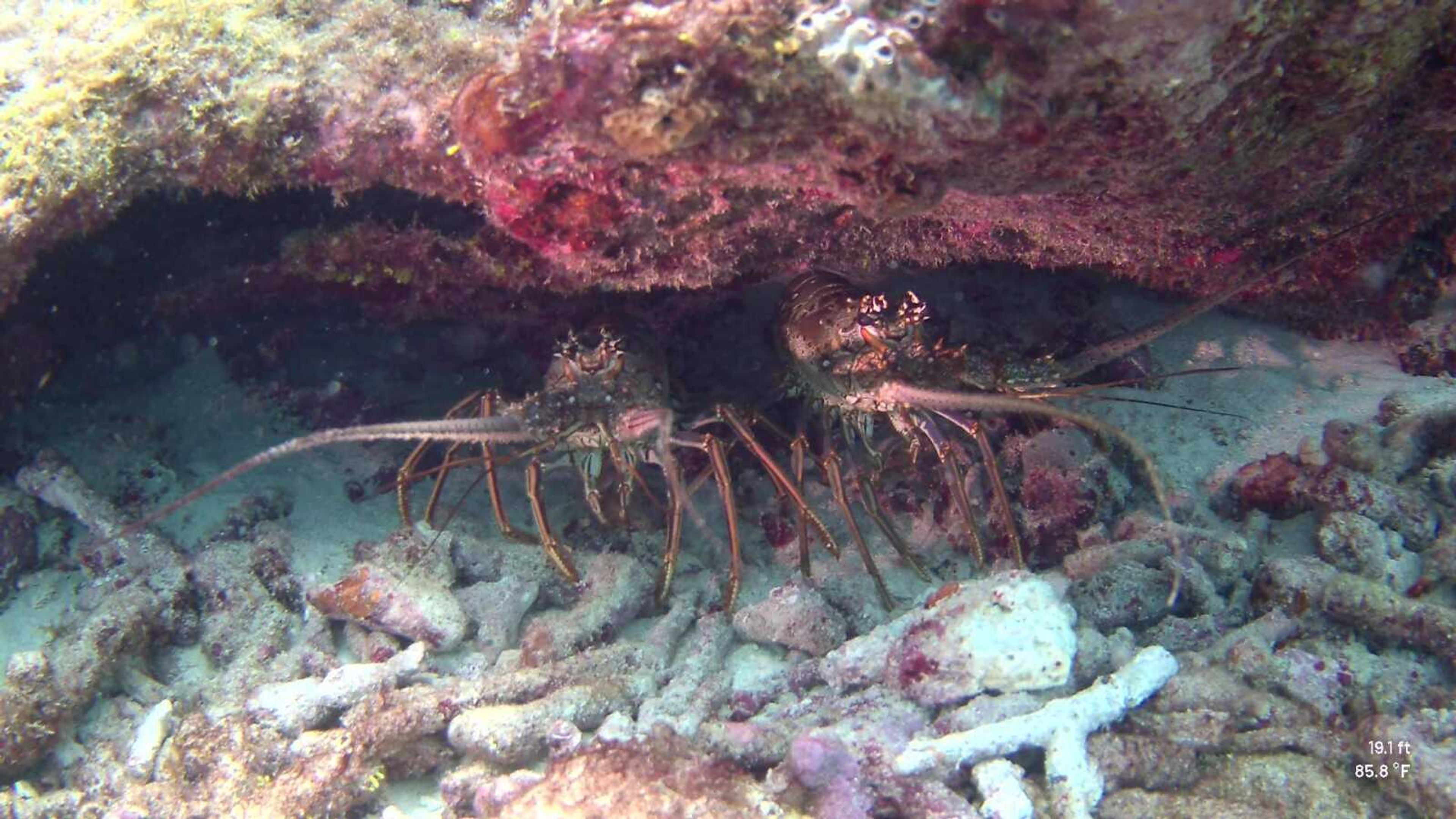 Two lobsters hide within the coral and rocks. When the couple hunts lobsters, the first thing they look for is antennas poking out from the underwater landscape.  