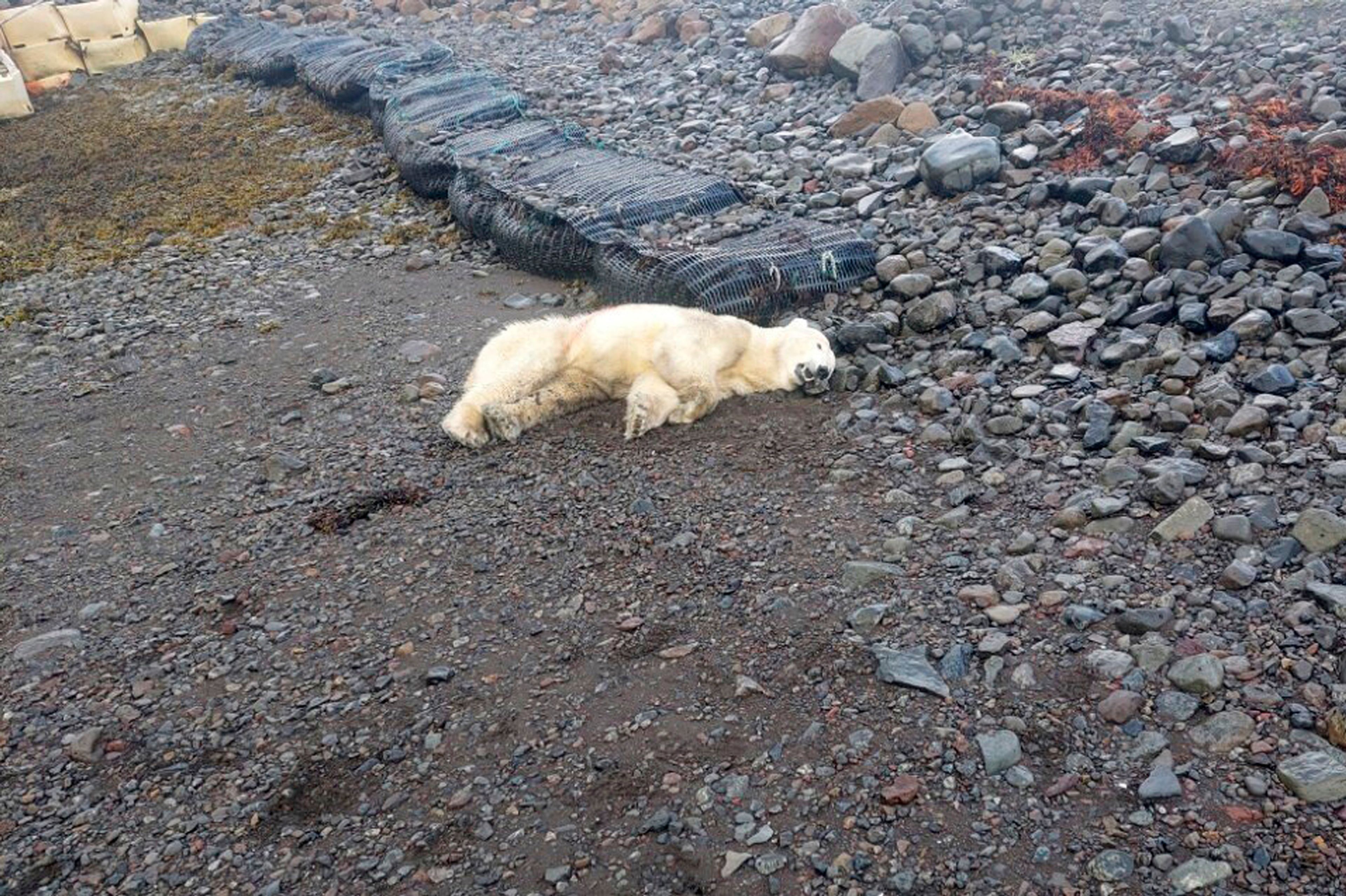 This handout photo shows a polar bear that was shot by the police after being considered a threat to people nearby, authorities said, in Westfjords, Iceland, Thursday Sept. 19, 2024. The bear was shot near a summer home in the Westfjords in the north west tip of Iceland. (Ingvar Jakobsson via AP)