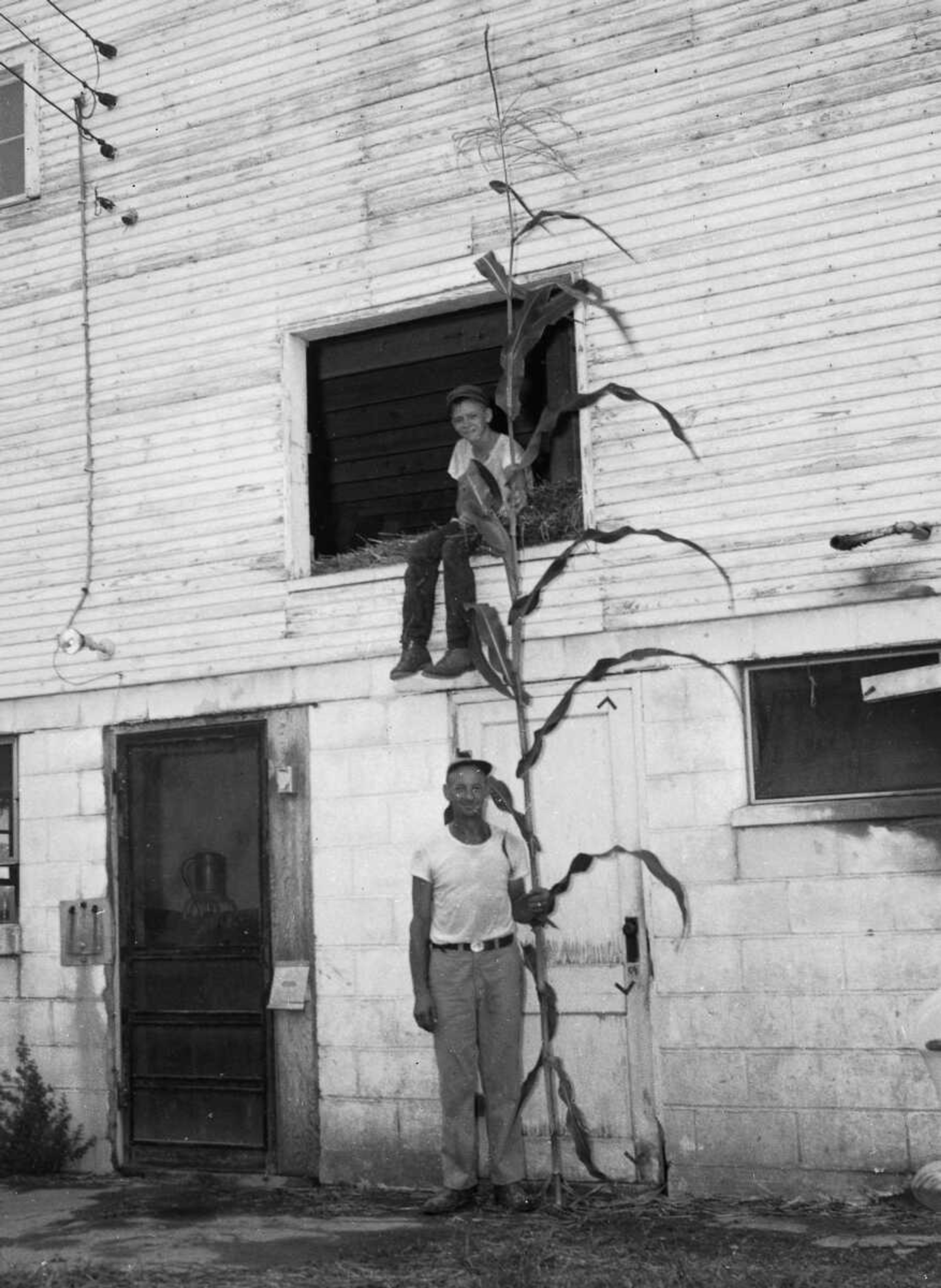 This farmer showed off the height of the corn he grew. Note the youngster sitting in second-story barn window.
Larry Schabbing supplied the story behind this photo: "This is a picture of my dad (Albert Schabbing) and myself displaying a brand of corn called Goliath that we tried and grew on our dairy farm one year. Normally, corn does not grow this tall, and we tried it on the basis of what it would do. The corn did grow to the height as shown in the photo, and I still can't recall how Dad got (G.D.) Fronabarger to come out to the farm and snap this photo. I certainly do remember when this picture was taking, but to time stamp the date is unknown. Mr. Fronabarger came to our farm and to the Campster 4-H Club and did several photo sessions to promote what was going on out in the rural areas. Thanks for showing this one particular picture... It is some of the few memories I still have growing up on our farm just west of the Walmart in Cape."