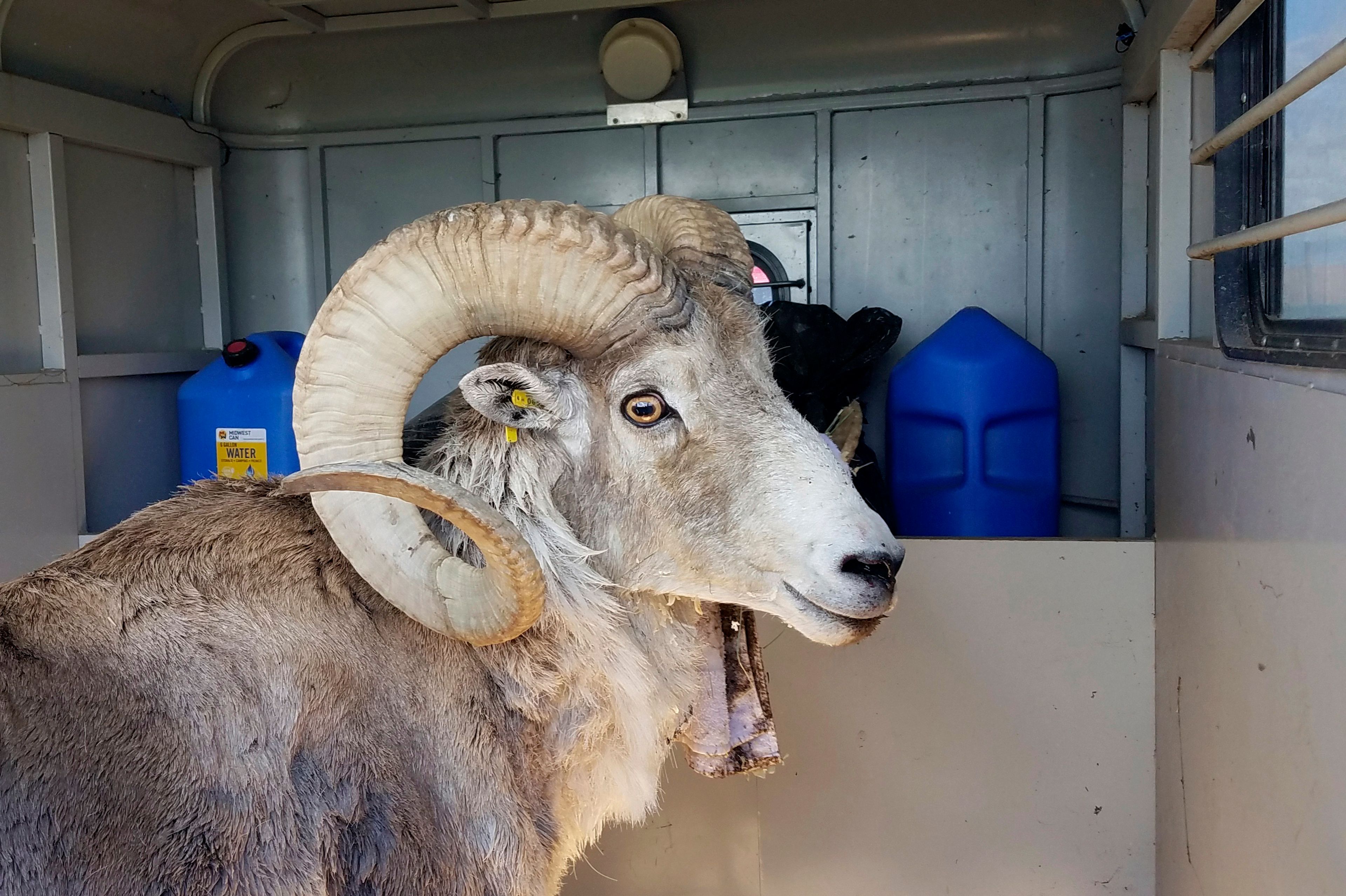 FILE - This undated handout photo provided by the Montana Fish Wildlife and Parks, shows a sheep nicknamed Montana Mountain King that was part of unlawful scheme to create large, hybrid species of wild sheep for sale to hunting preserves in Texas. (Montana Fish Wildlife and Parks via AP, File)