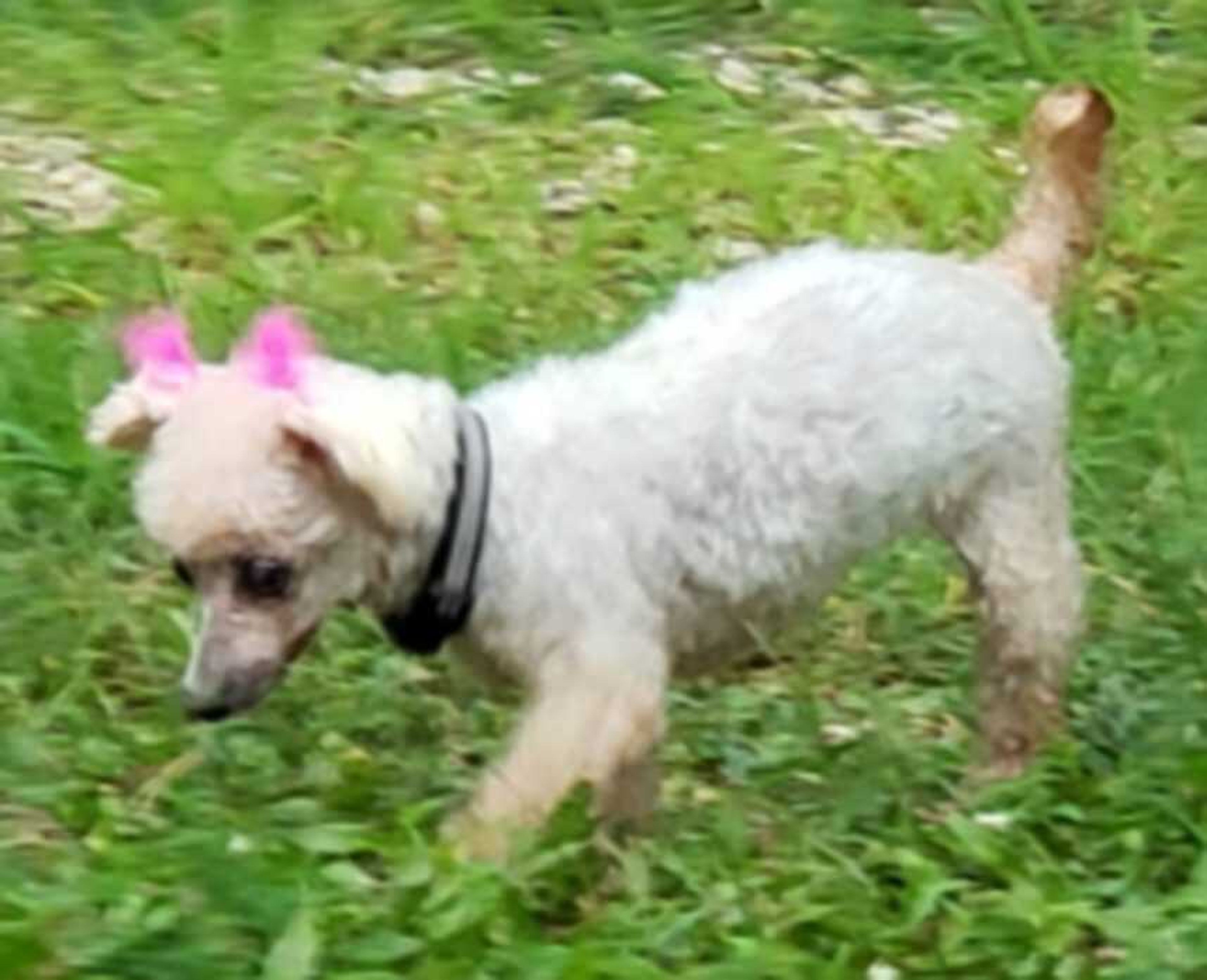 If you have a heart for senior pets, this little girl with the pink feathers may be the one for you. This is Muffin and she needs a loving home! She is available for adoption at Safe Harbor; call (573) 243-9823.