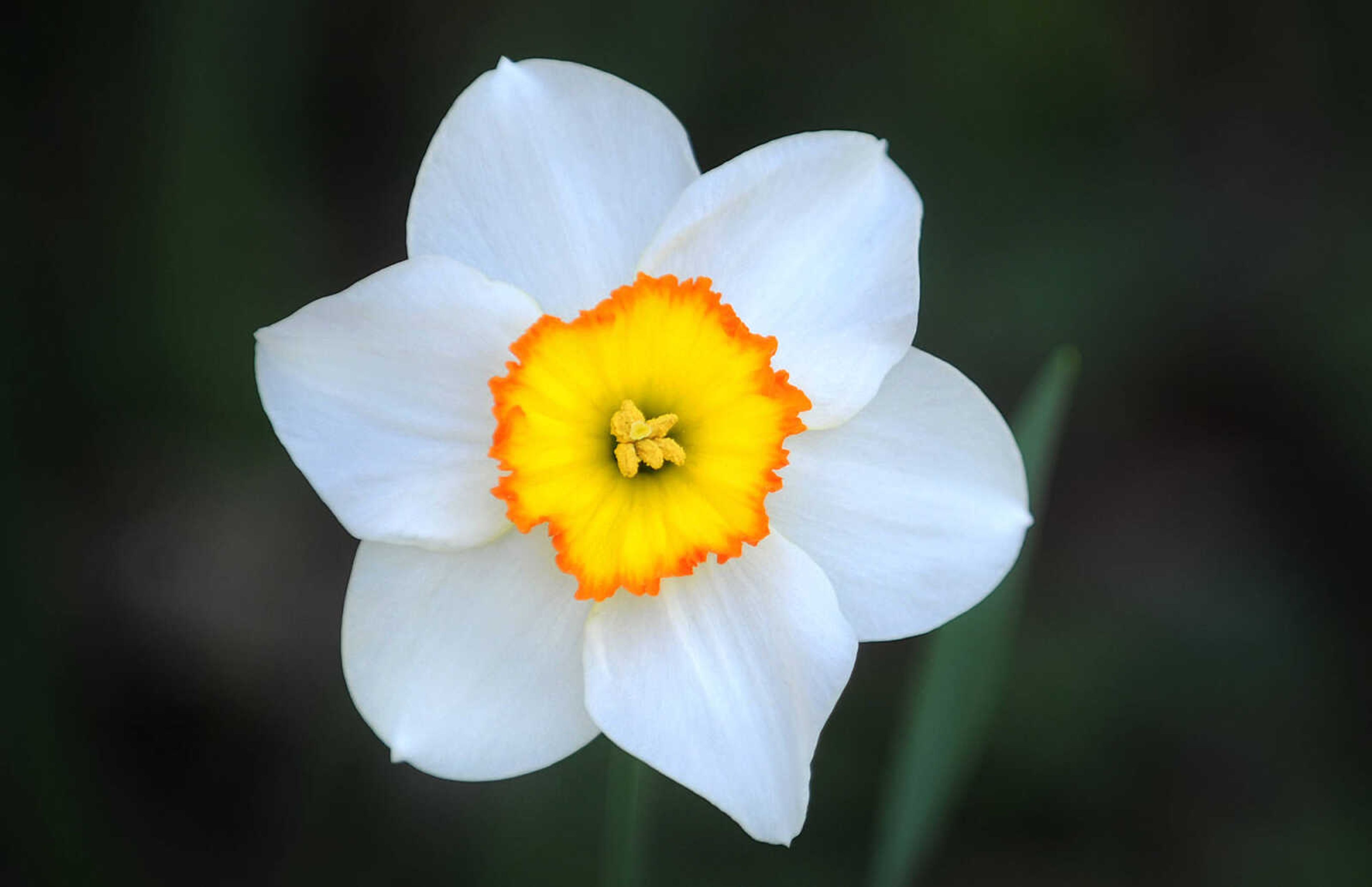 LAURA SIMON ~ lsimon@semissourian.com

Dogwoods, daffodils, jonquils and azaleas begin to bloom at Pinecrest Azalea Gardens, Wednesday, April 23, 2014, in Oak Ridge, Mo.