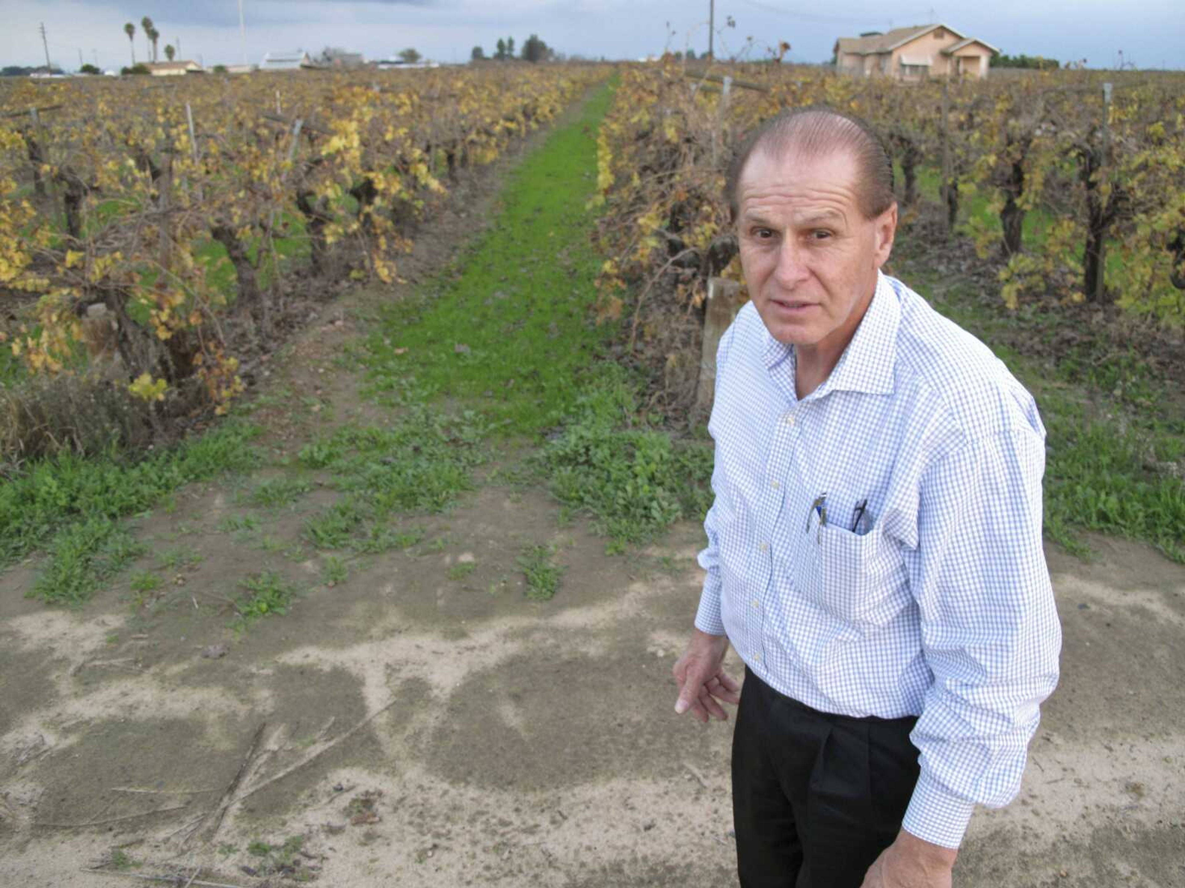 Manuel Cunha, president of the Nisei Farmers League, poses Dec. 22 in front of a vineyard in Fresno, California. Cunha says he fears President Barack Obama's executive action on immigration will exacerbate a shortage of farmworkers in California. Cunha, who advises the Obama administration on immigration issues, says immigration reform needs to come from Congress. (Scott Smith ~ Associated Press)