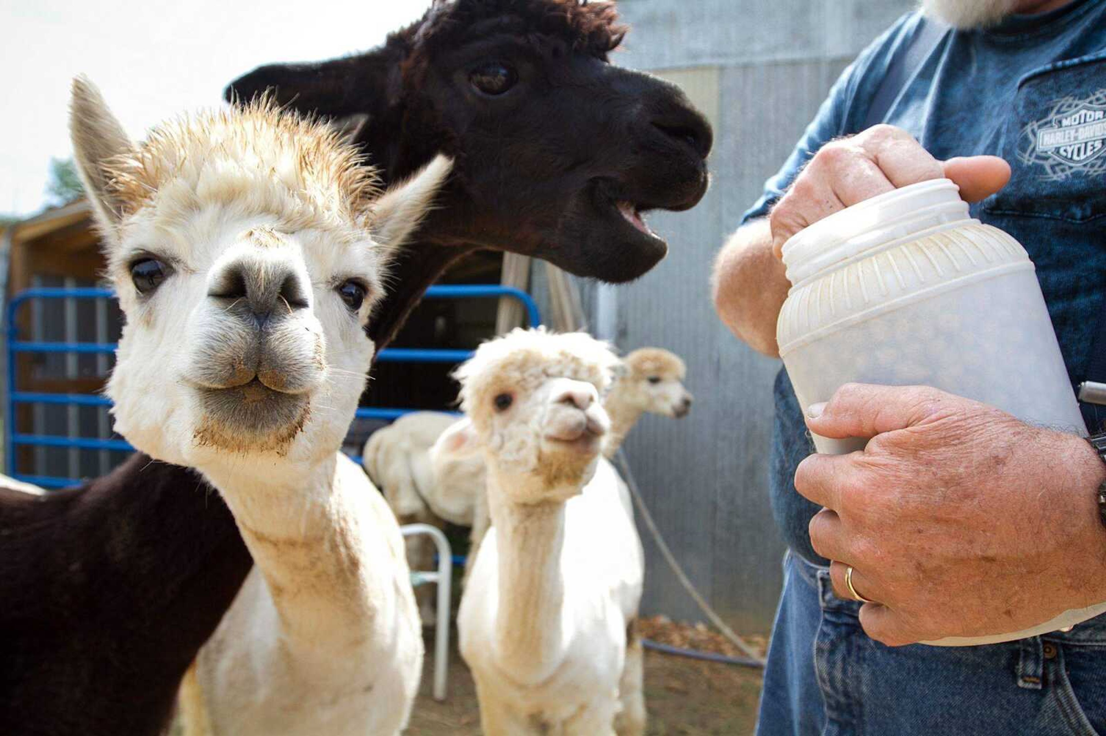 Jimmy Ward hand-feeds his alpacas treats on his Marble Hill, Missouri farm Thursday. (GLENN LANDBERG)