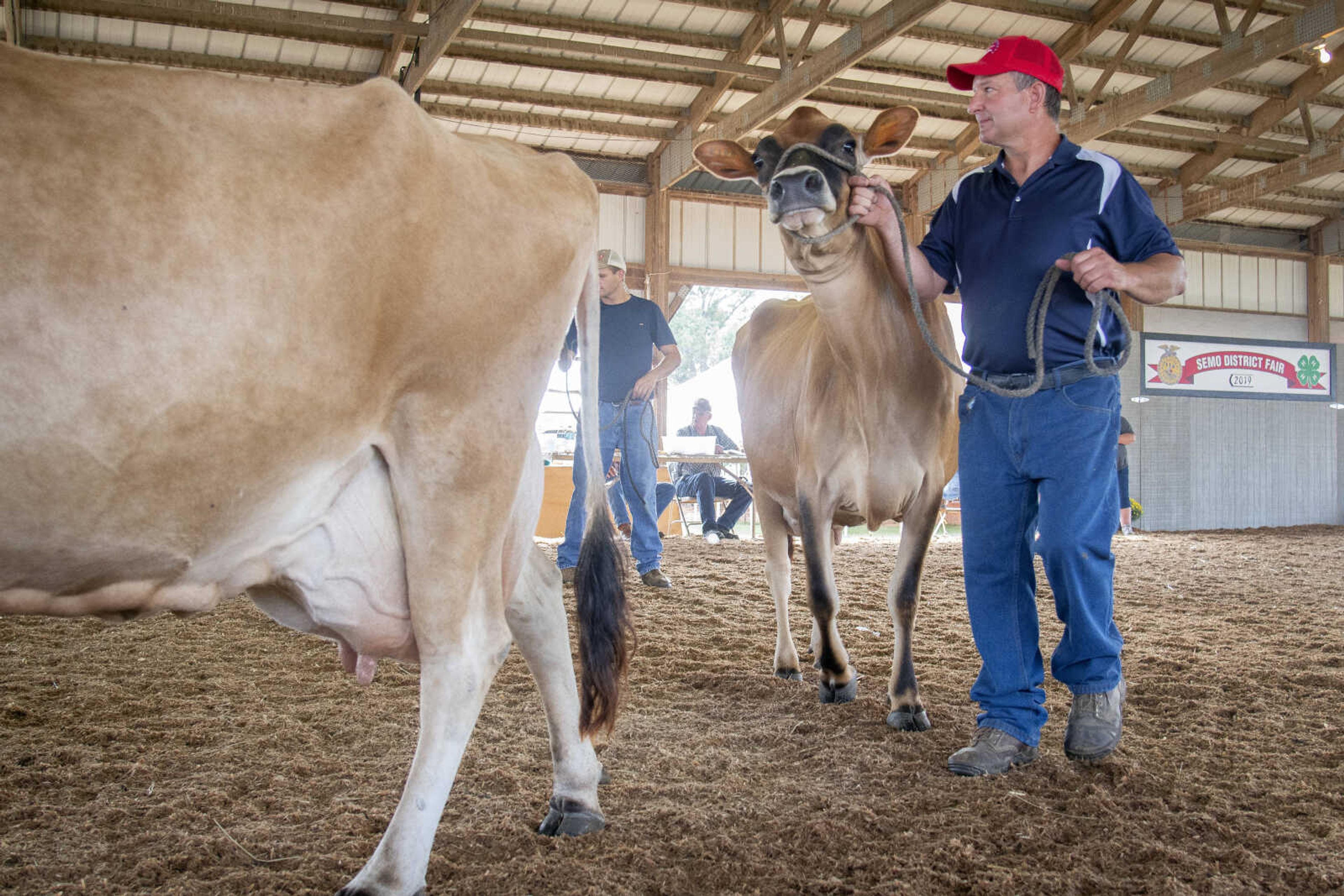 Joe's son Eddie Kirchdoerfer shows a jersey cow in competition during the 2019 SEMO District Fair on Monday, Sept. 9, 2019, at Arena Park in Cape Girardeau.