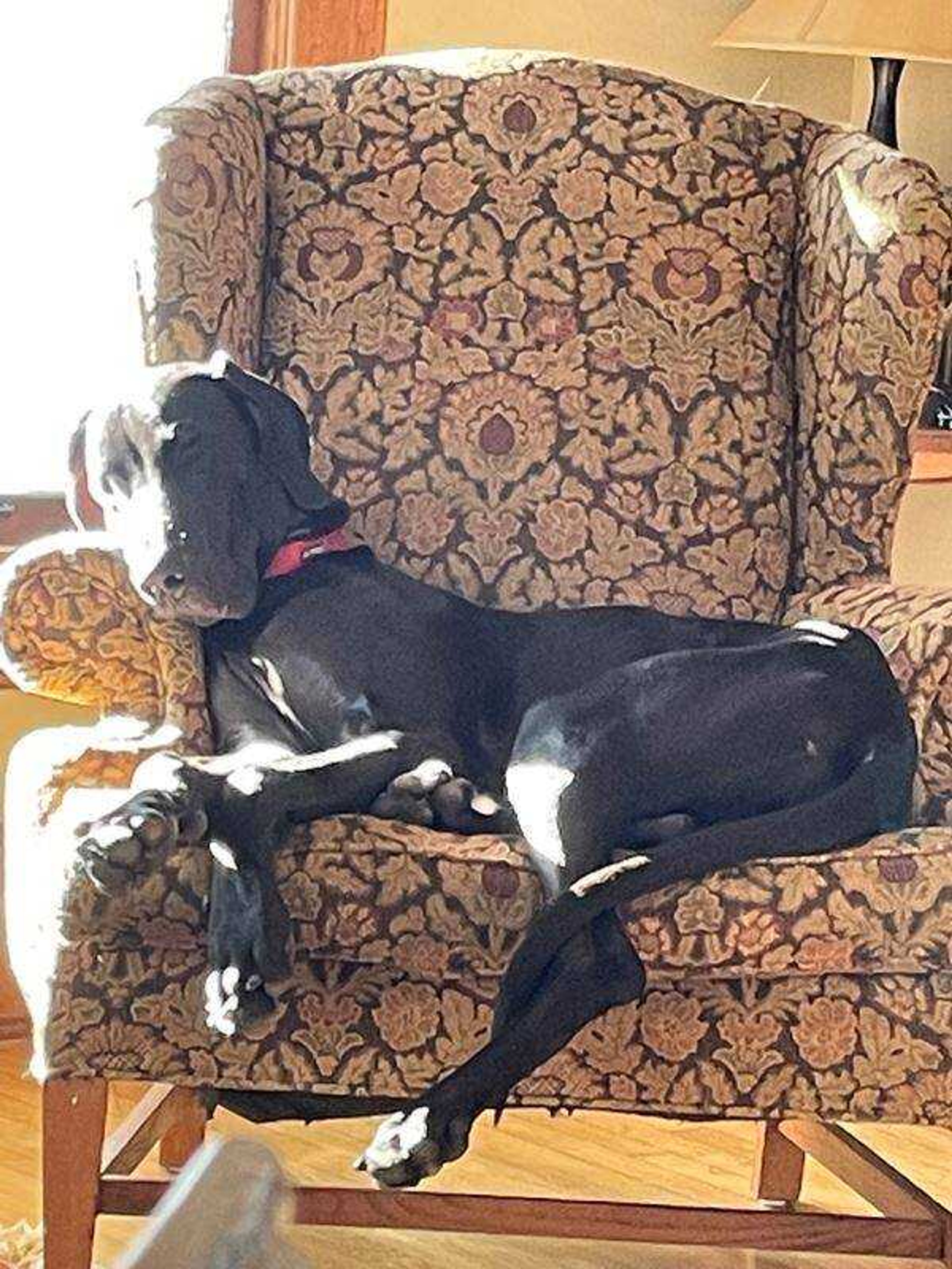 Sunshine and Snoozing!! Arthur's favorites!&nbsp; -&nbsp; In his favorite chair with his favorite things.