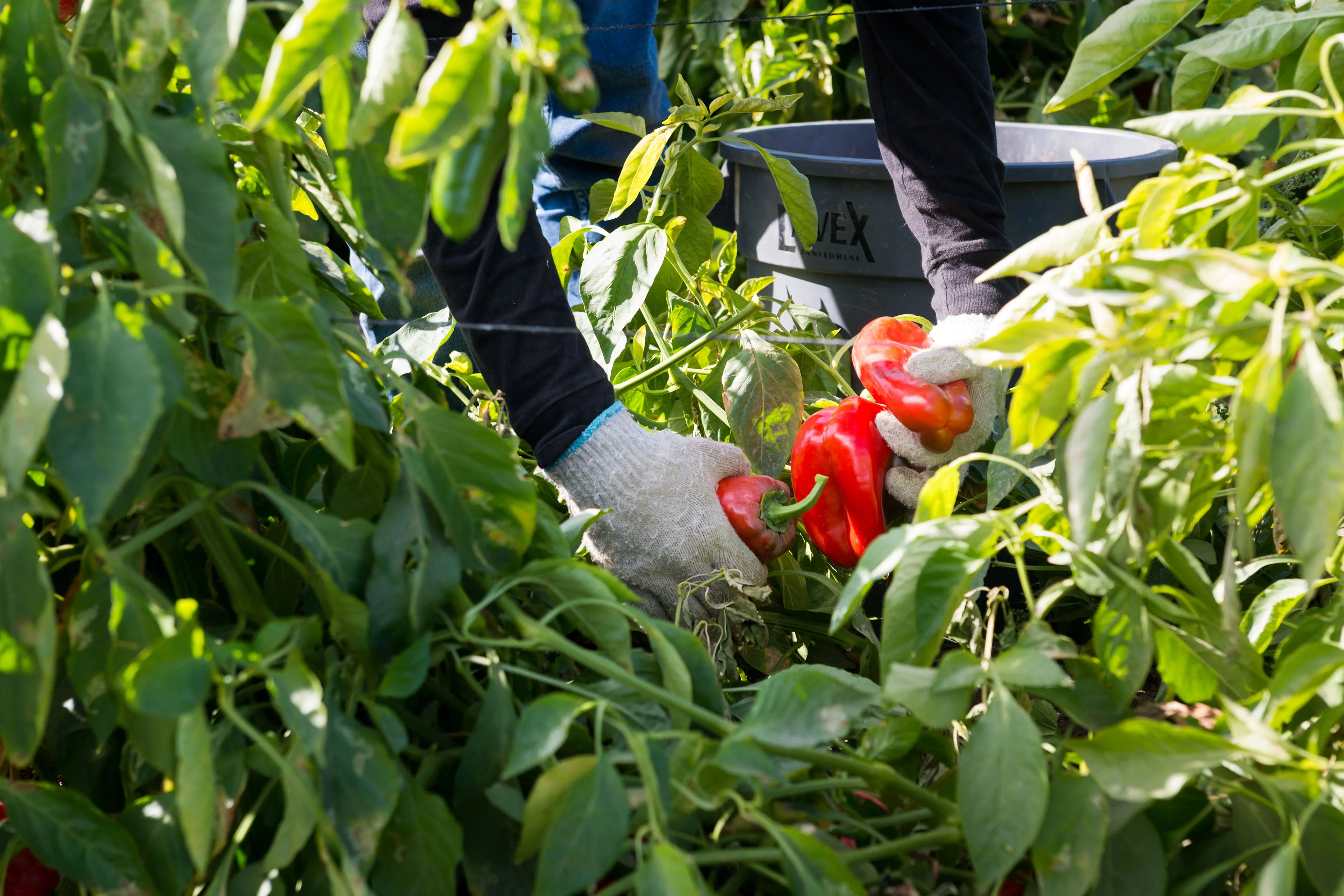 They harvest the nation's food, but new rule may strip farmworkers of health insurance