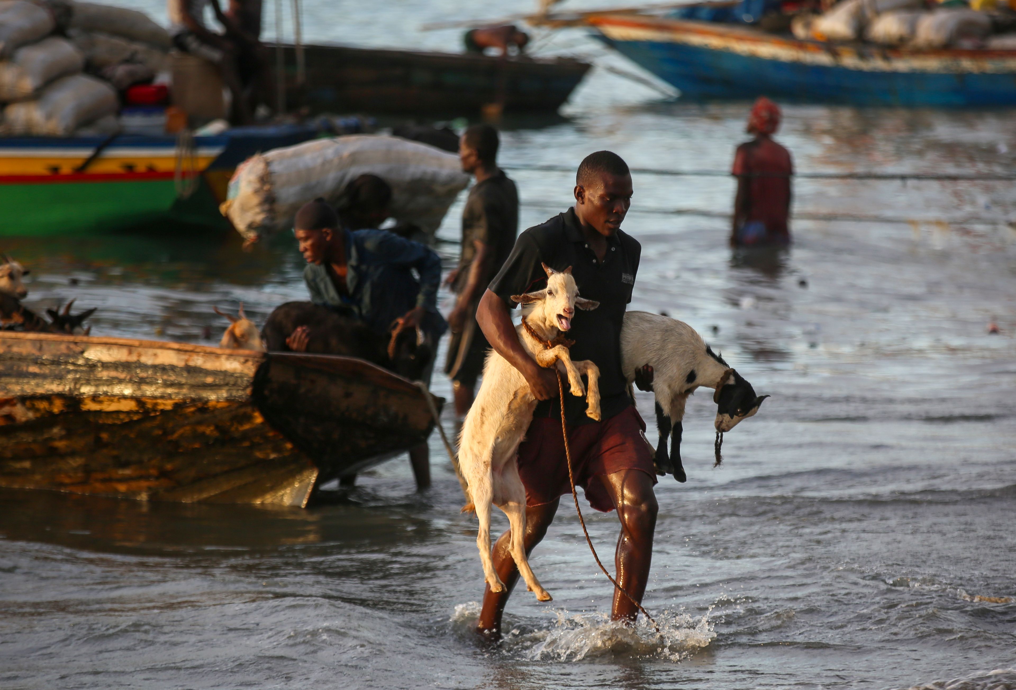 A worker unloads goats from a boat in Saint-Marc, Haiti, Oct. 10, 2024. (AP Photo/Odelyn Joseph)