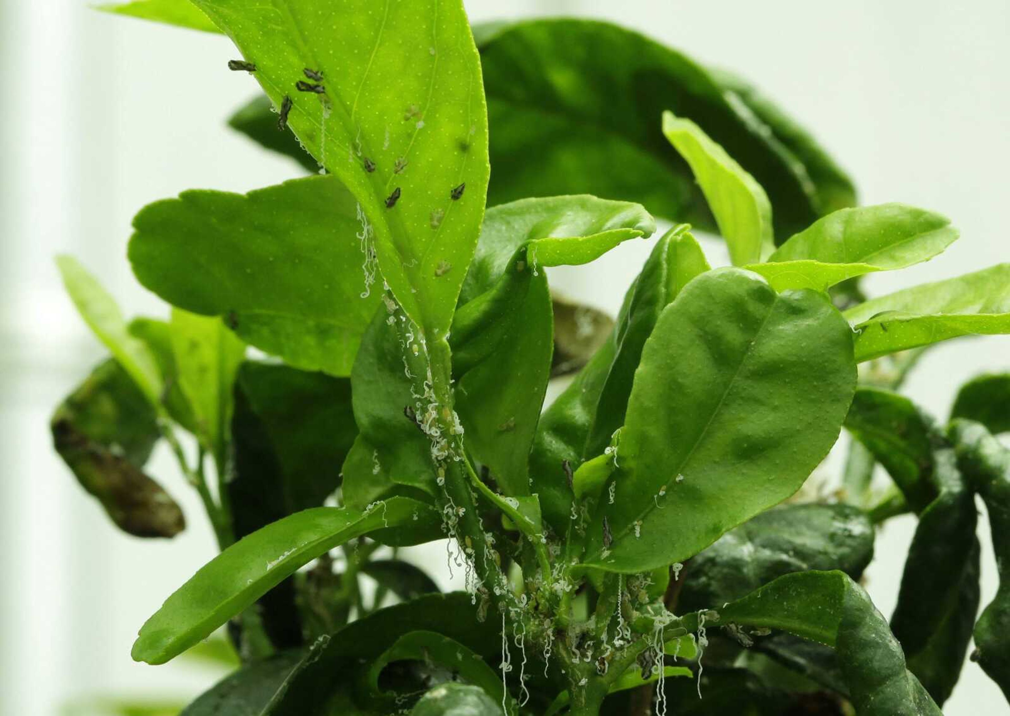 The Asian citrus psyllid is shown on a lemon tree in a greenhouse at the University of Florida Citrus Research and Education Center in Lake Alfred, Florida. (Lynne Sladky ~ Associated Press)