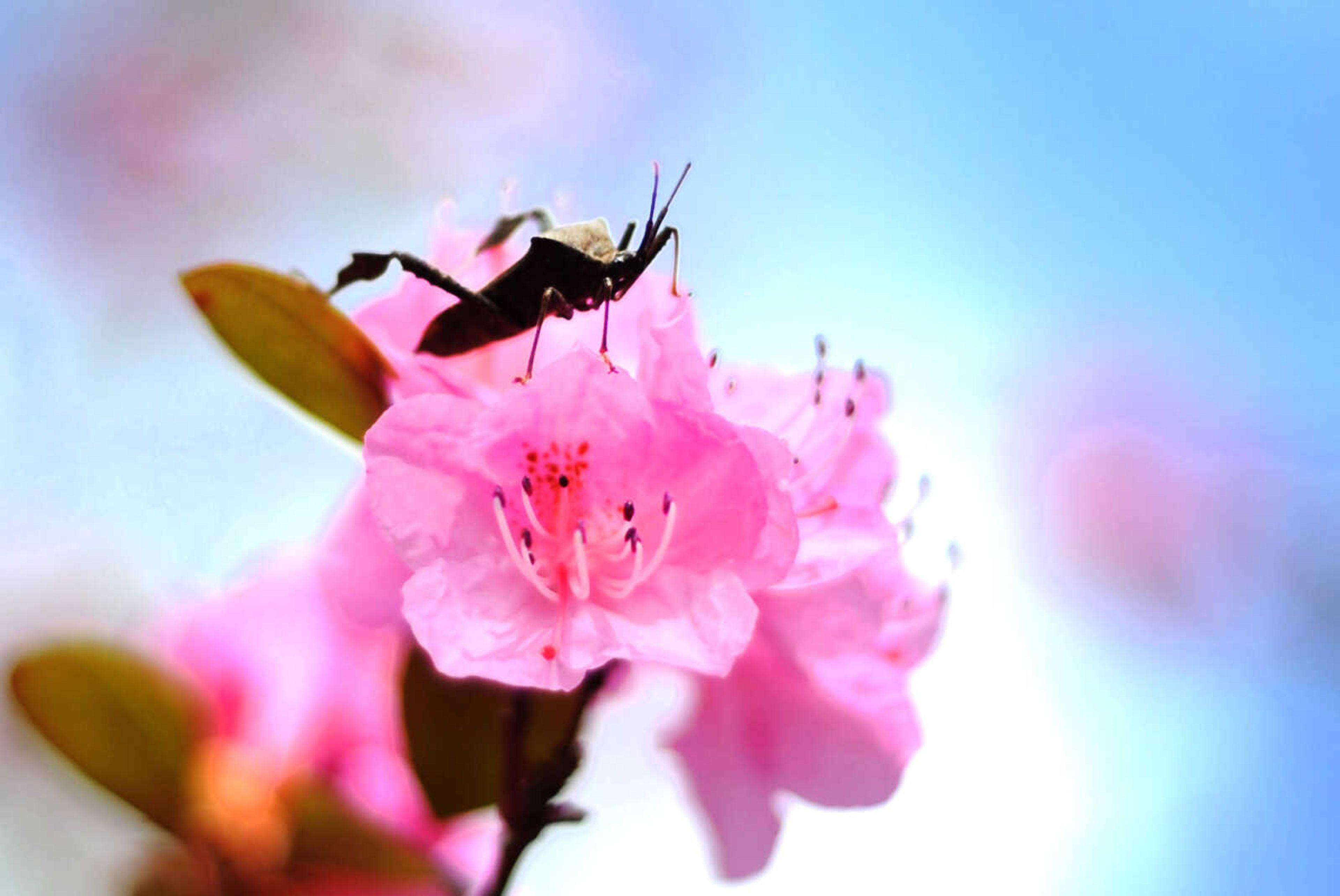 LAURA SIMON ~ lsimon@semissourian.com

Pinecrest Azalea Gardens, Thursday, April 16, 2015, in Oak Ridge, Missouri.