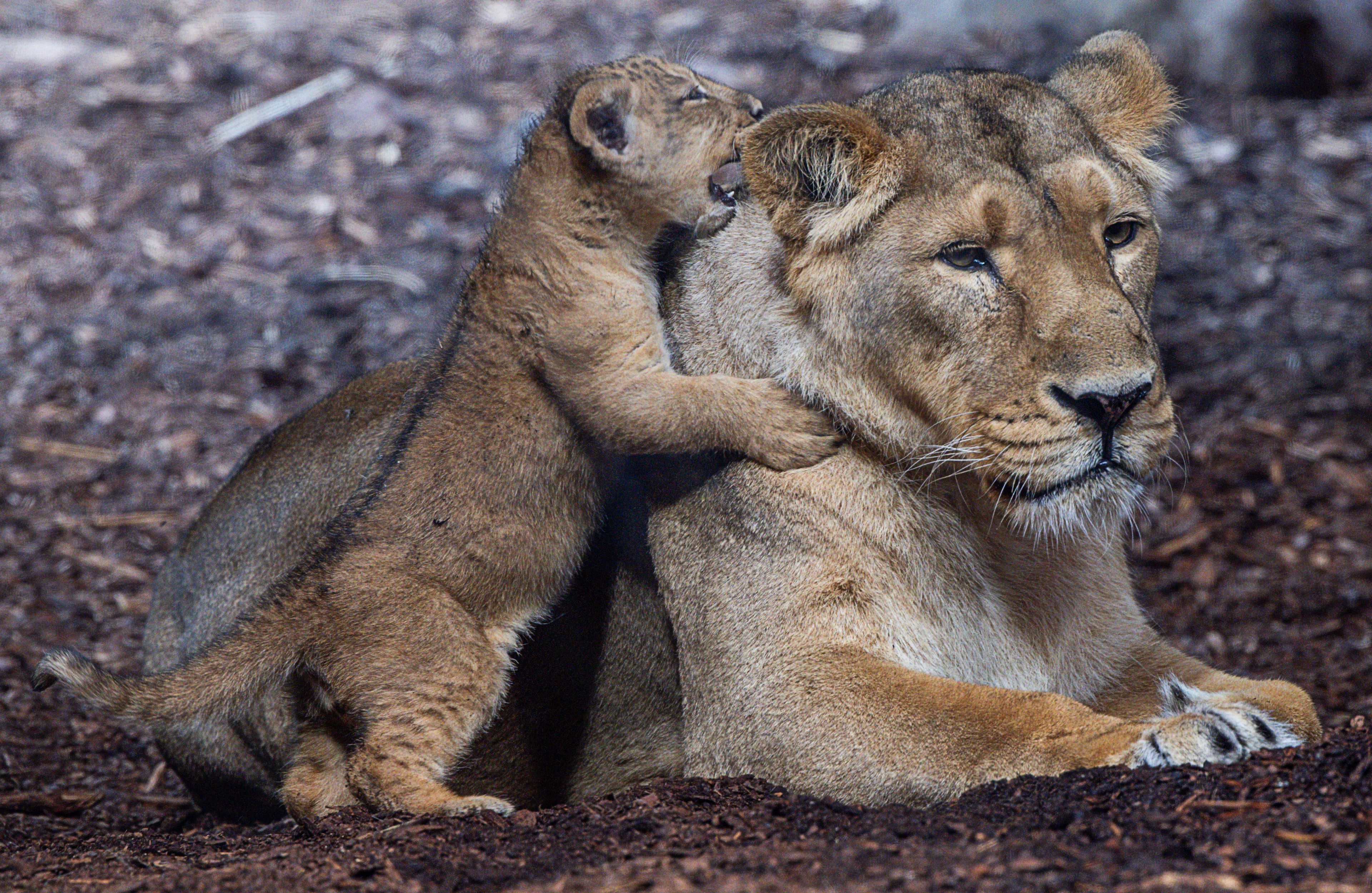 A lion cub, born on July 31, and mother "Indi" play in an area visible to zoo visitors for the first time, at Schwerin zoo, in Schwerin, Germany, Wednesday, Sept. 18, 2024. (Jens Büttner/dpa via AP)