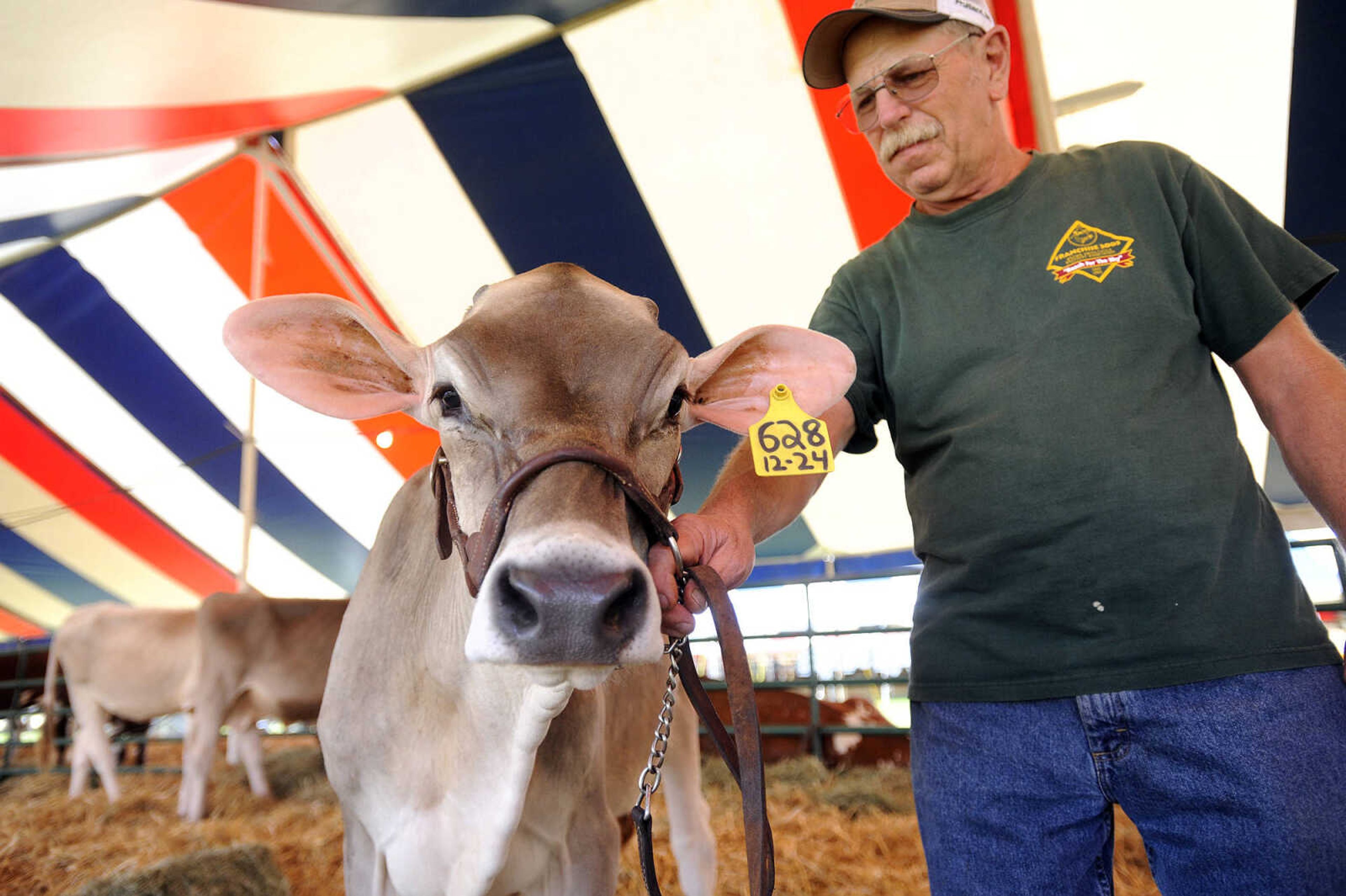 LAURA SIMON ~ lsimon@semissourian.com

Bob Landgraf, prepare to take Sue Ann, a nine-month-old Brown Swiss, to the Livestock Show Arena for the Brown Swiss judging on Monday, Sept. 12, 2016, during the SEMO District Fair at Arena Park in Cape Girardeau.