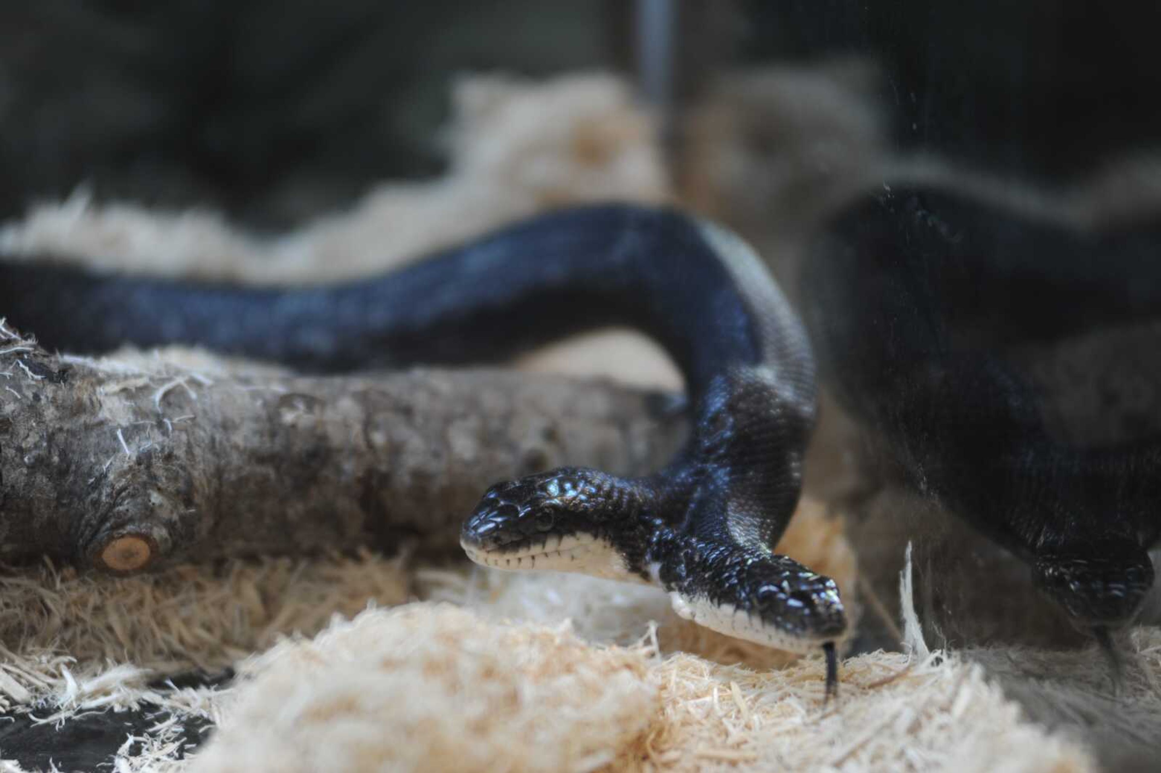 The two-headed black rat snake explores its cage Wednesday at Cape Girardeau Conservation Nature Center.