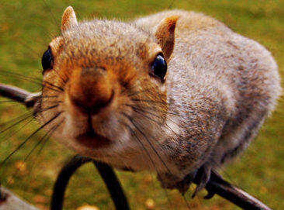 Wildlife Hotline Now Open for Wildlife Conflicts