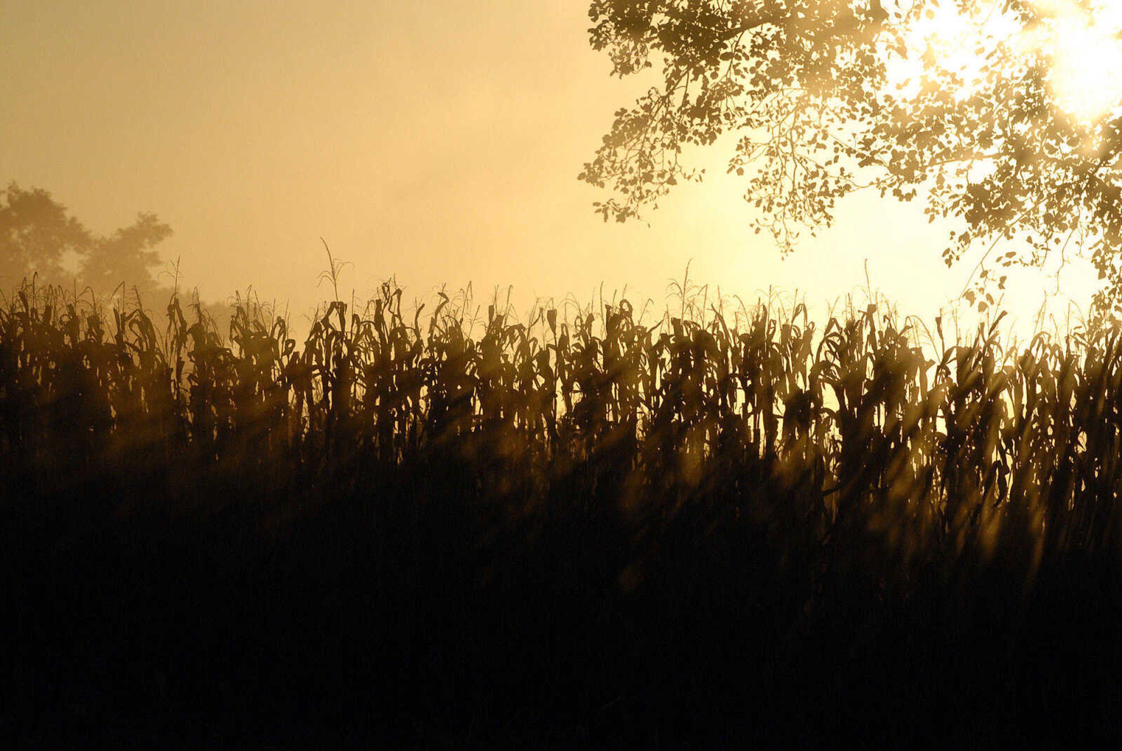 LAURA SIMON ~ lsimon@semissourian.com
The sun descends in the west silhouetting stalks of corn Tuesday, October 4, 2011 near Jackson, Mo.