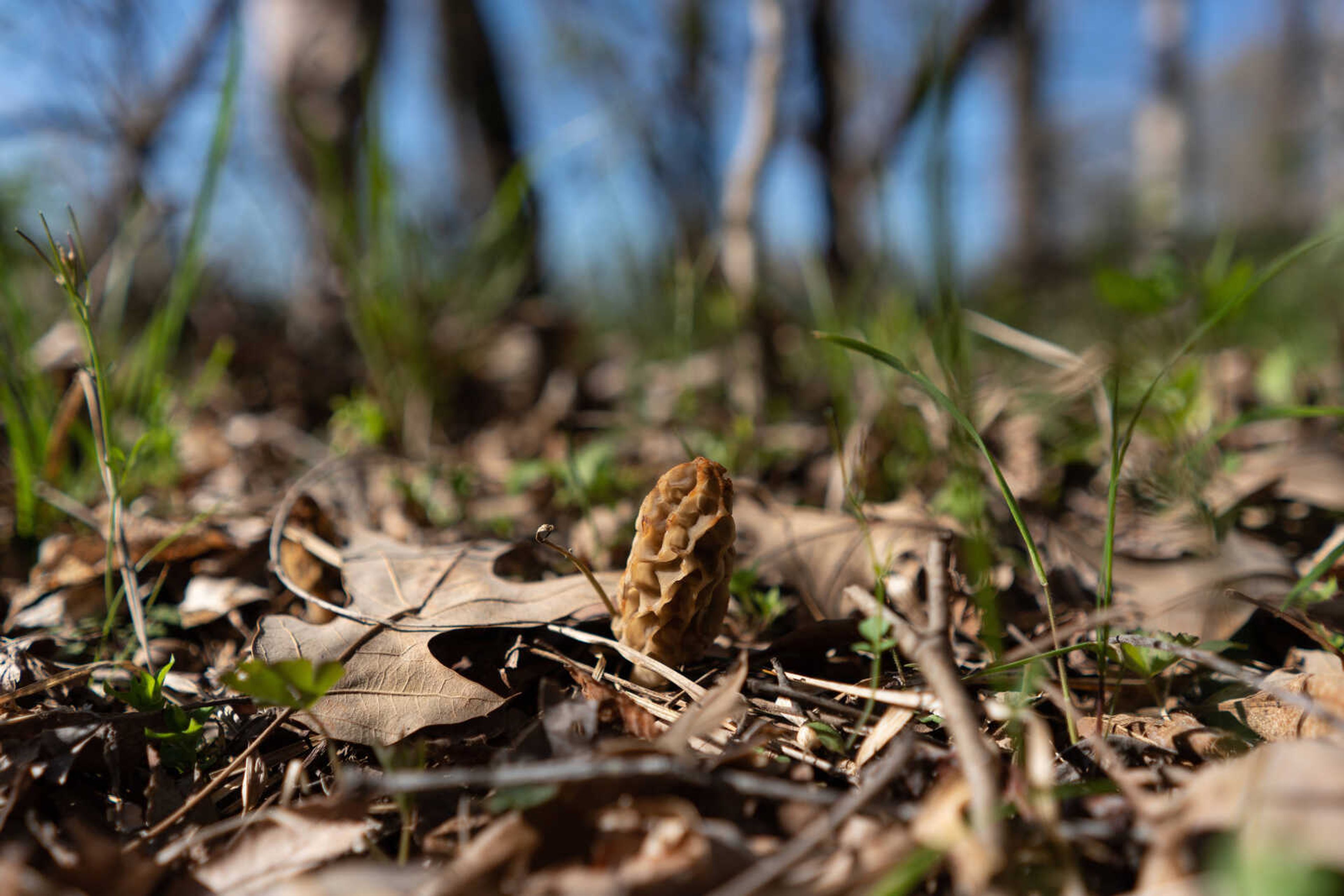 A morel mushroom pokes through fallen leaves and debris. Morels can be found in Southeast Missouri from late March to early May, depending on weather conditions.