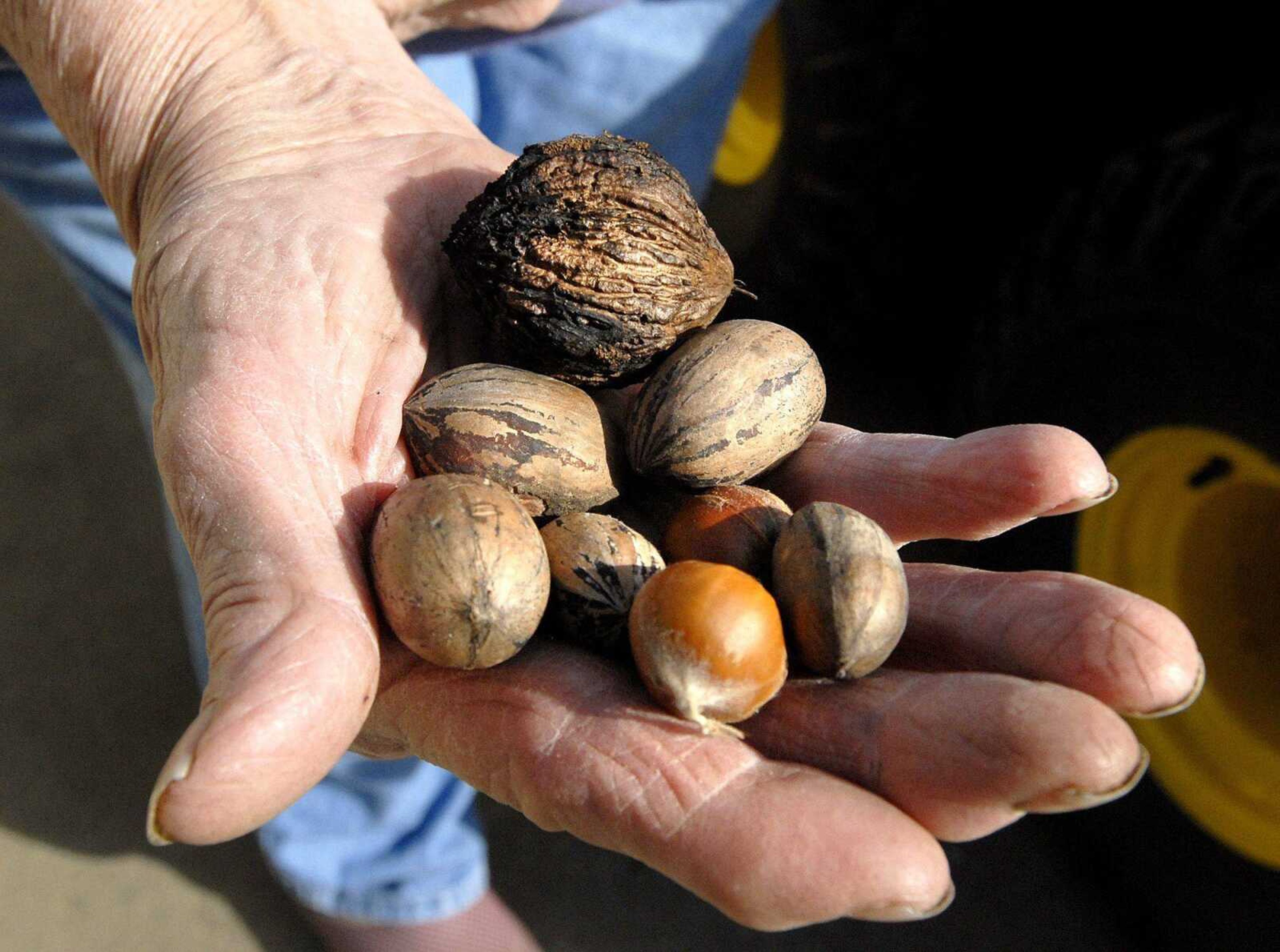 Dortha Strack grows pecans, chestnuts and walnuts as part of her edible landscape at her Cape Girardeau home. (Laura Simon)