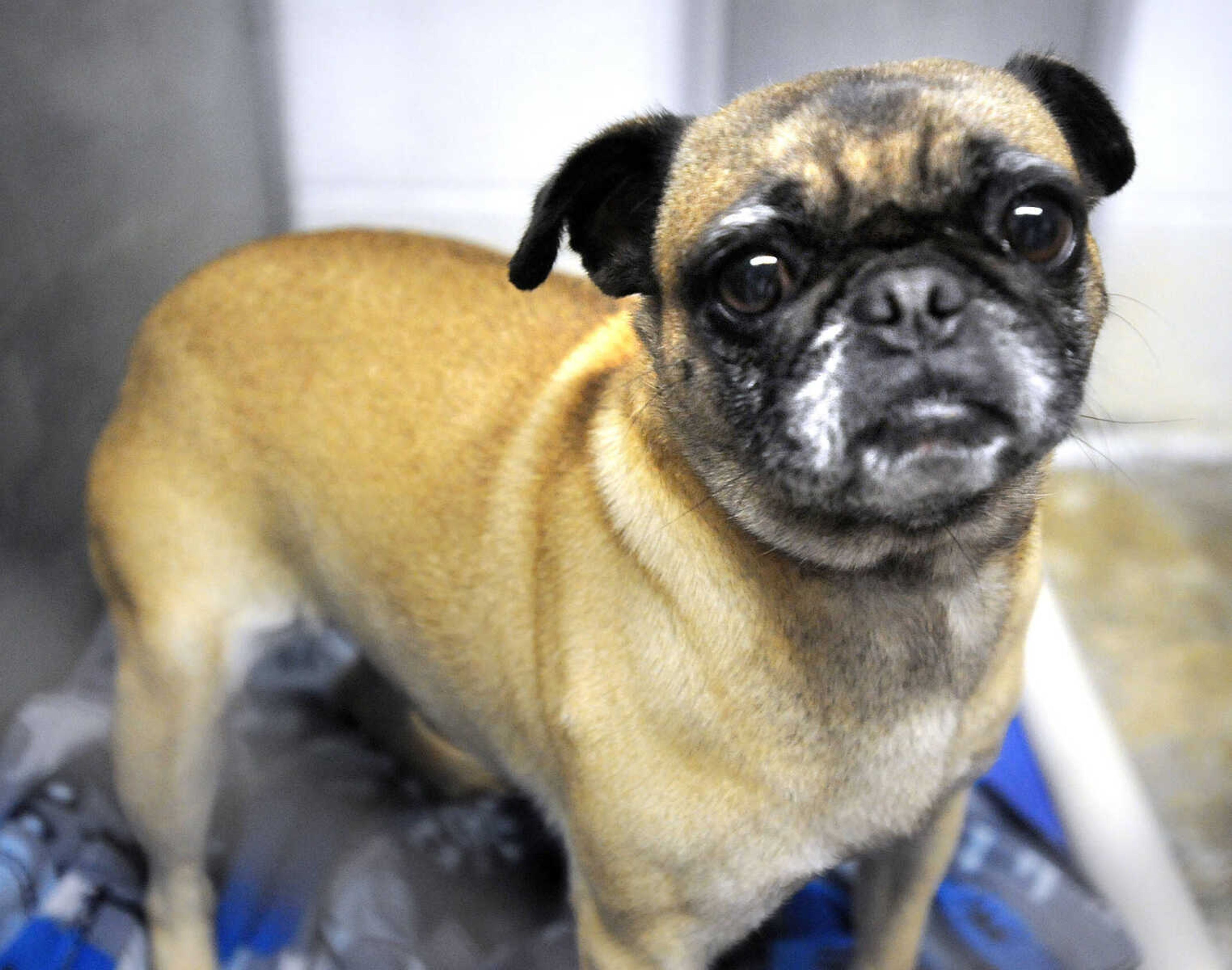 LAURA SIMON ~ lsimon@semissourian.com

Peggy the Pug is one of many dogs available for adoption at the Humane Society of Southeast Missouri.