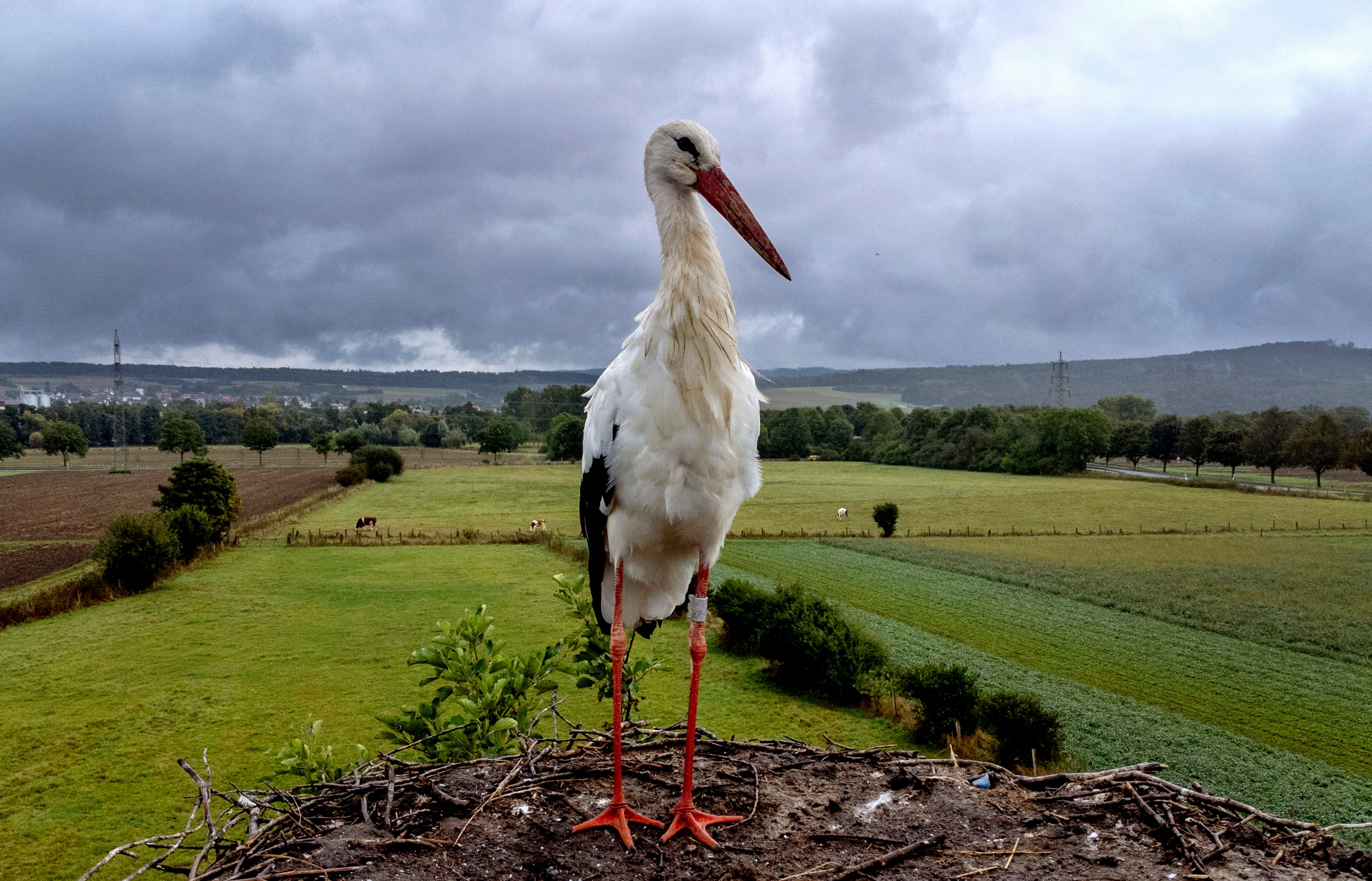 A stork stands in the nest in Wehrheim, near Frankfurt, Germany, Monday, Sept. 9, 2024. (AP Photo/Michael Probst)