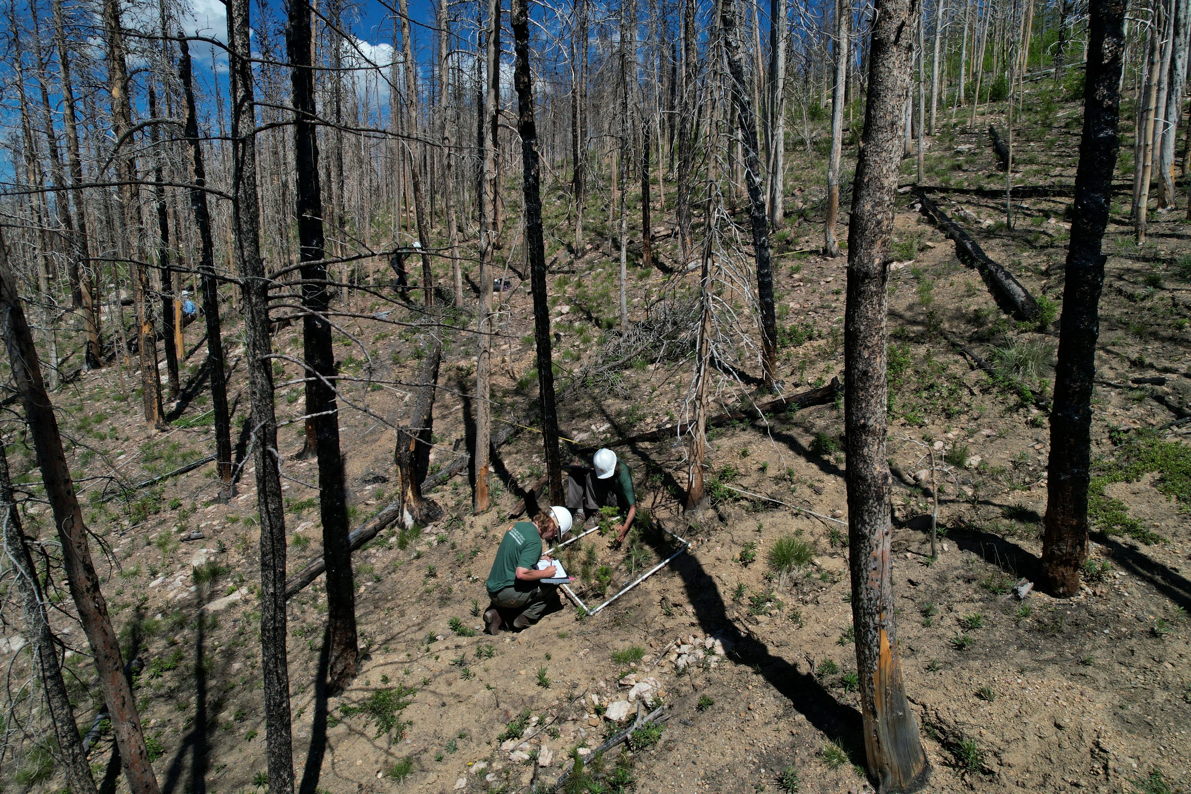 Research assistants measure the height of seedlings in an experiment Tuesday, June 11, 2024, in Bellvue, Colo., at the 2020 Cameron Peak fire burn area. (AP Photo/Brittany Peterson)