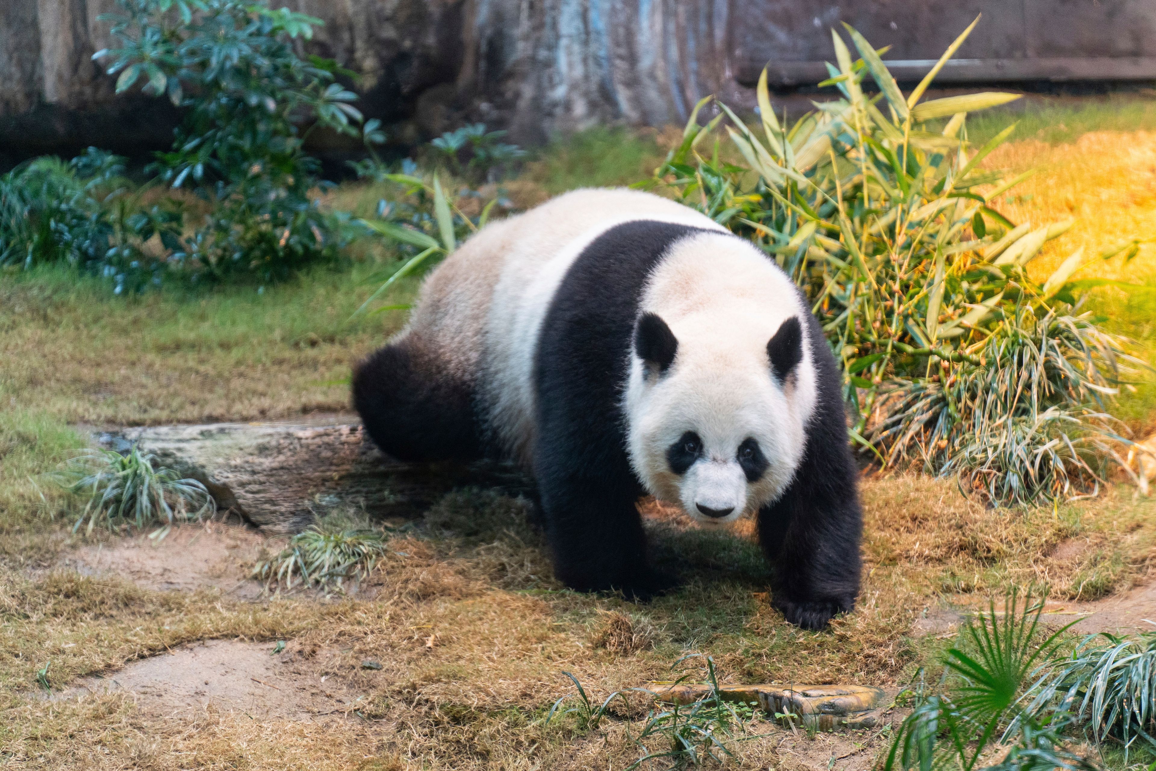 The Beijing-gifted giant panda Ke Ke makes her debut appearance to media in Ocean Park during a preview event in Hong Kong, Monday, Dec. 2, 2024. (AP Photo/Chan Long Hei)