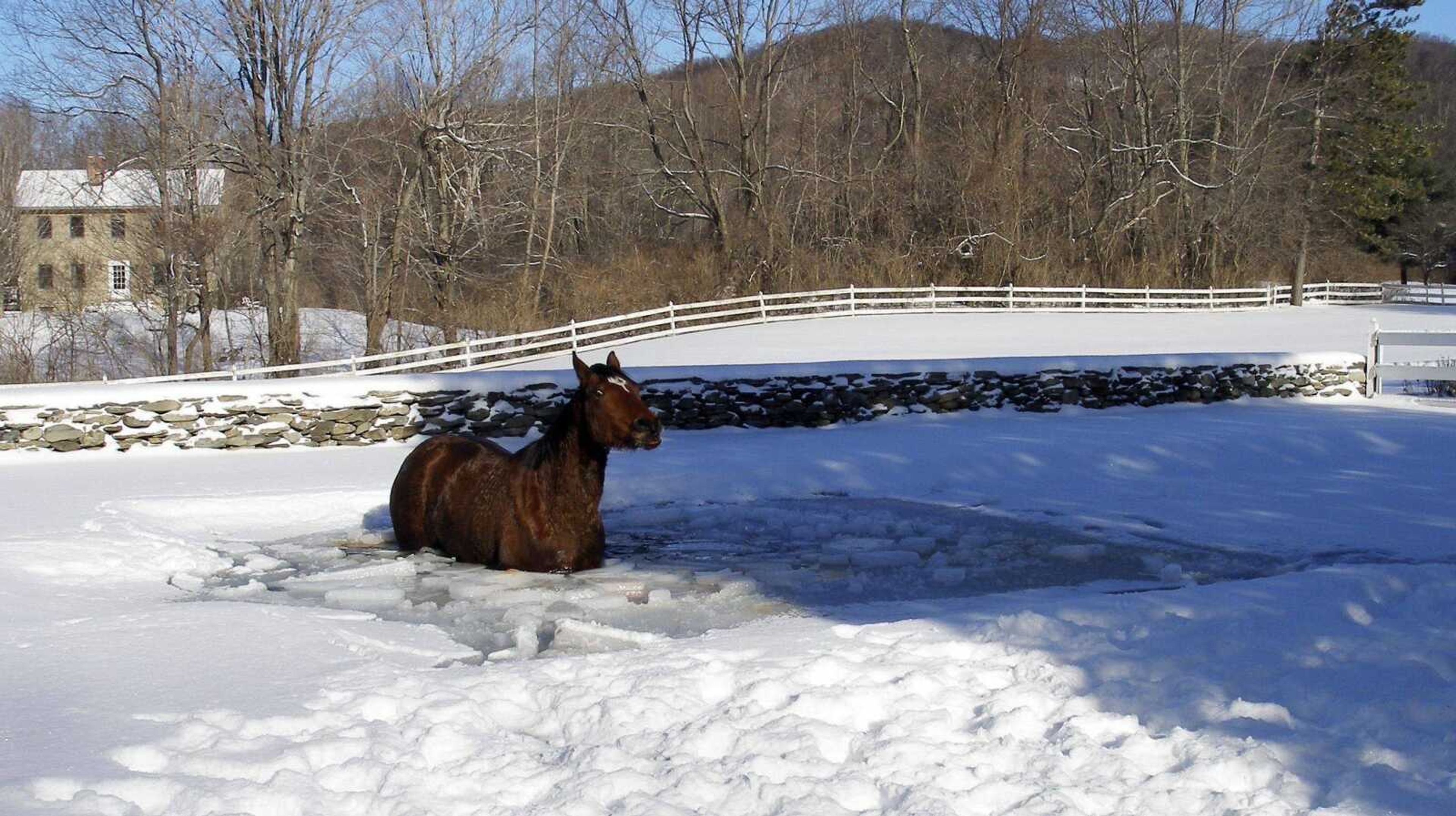 Jet, a 6-year-old quarterhorse, became trapped Thursday after walking onto a frozen in-ground swimming pool in Dorset, Vt. Rescuers broke the ice in a corner of the pool and got a rope around the horse's neck, pulling him to safety. He was taken to a veterinarian and treated. (Vermont State Police)