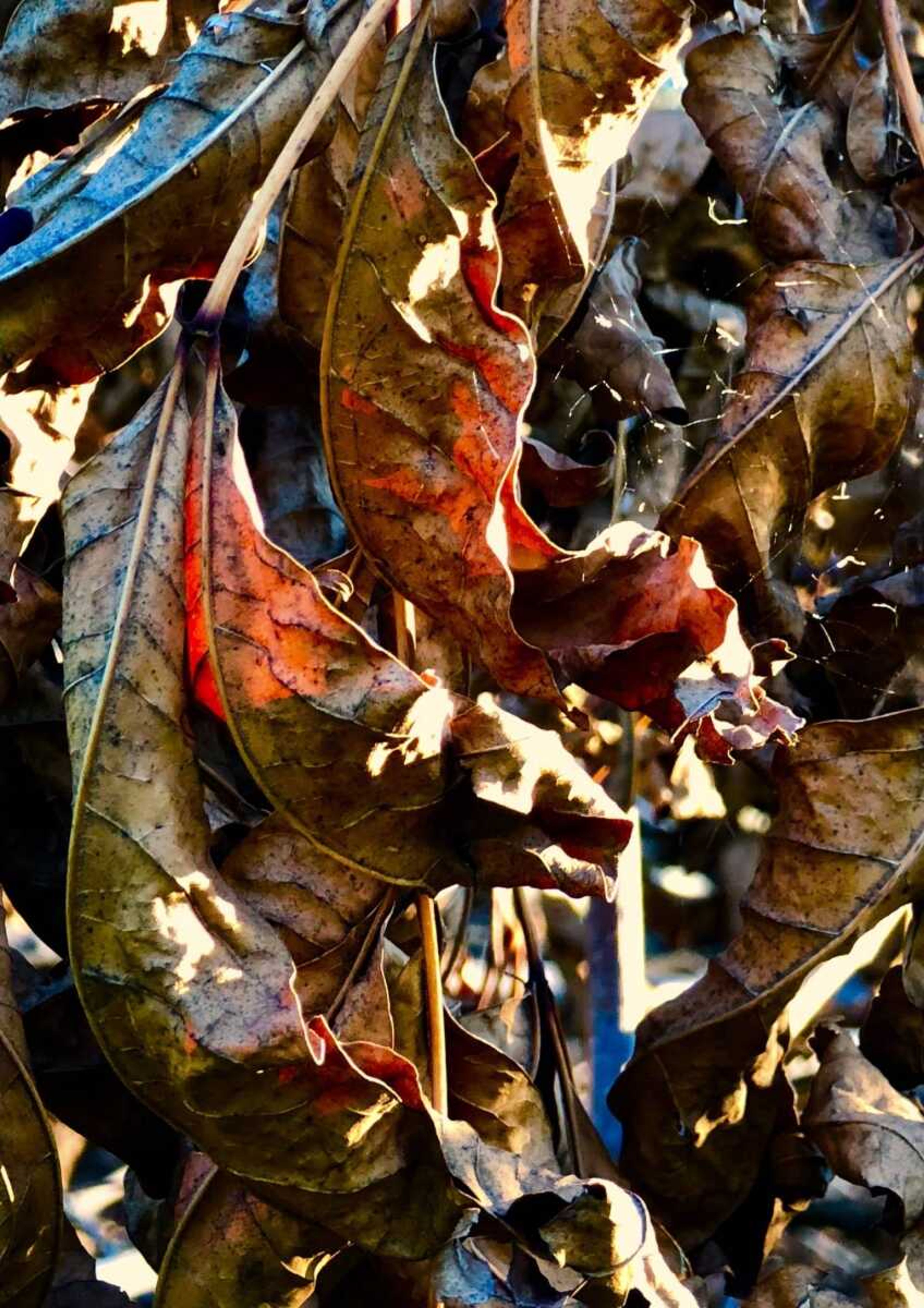 Leaves and Light