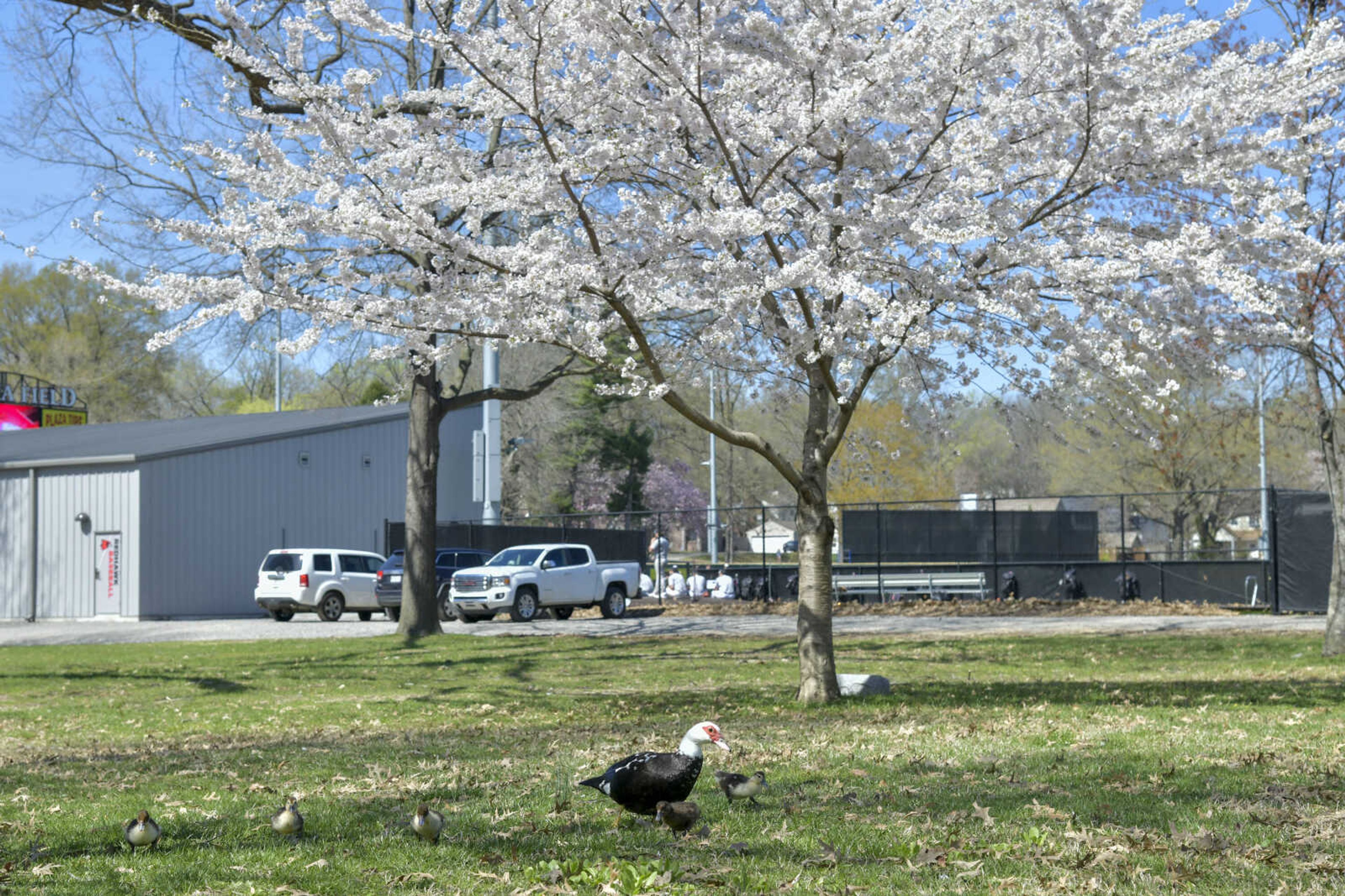 A Muscovy duck and her ducklings wander Capaha Park near a cherry blossom tree in bloom on Monday, March 29, 2021.