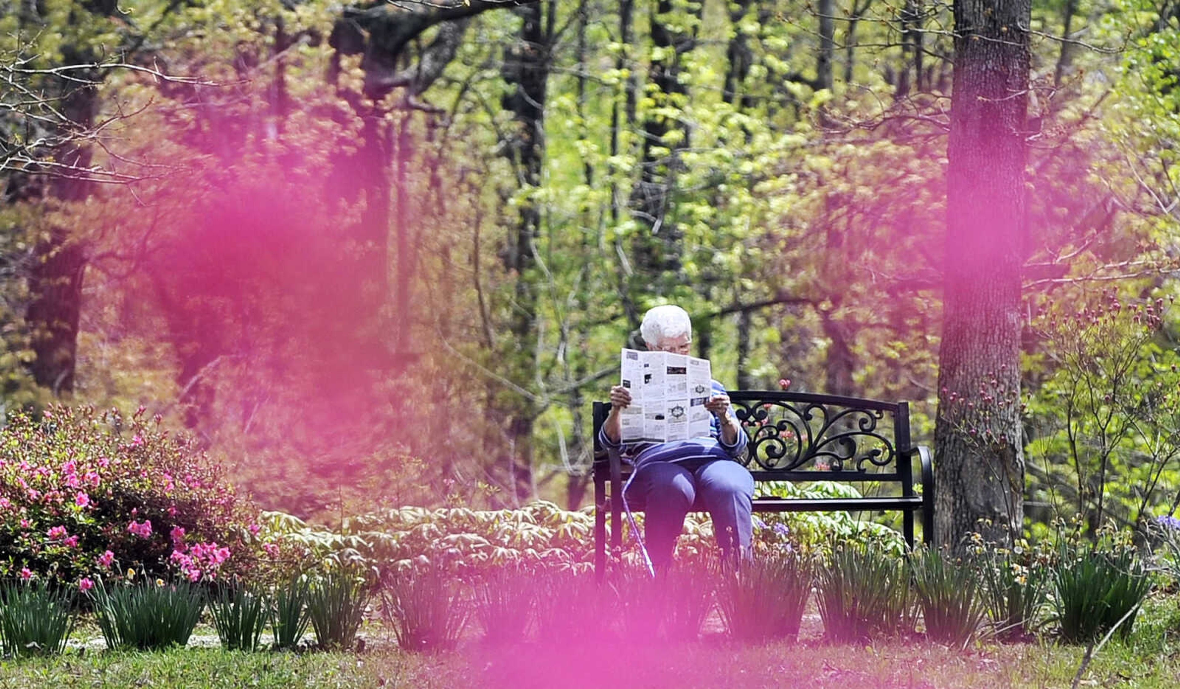 LAURA SIMON ~ lsimon@semissourian.com

The azaleas at Pinecrest Azalea Gardens in Oak Ridge are in peak bloom as seen on Monday, April 18, 2016. The gardens, which are free to the public, are open through May 15, 2016, and will reopen next March. Visitors can call ahead to the gardens to check the progress of the azalea blooms.