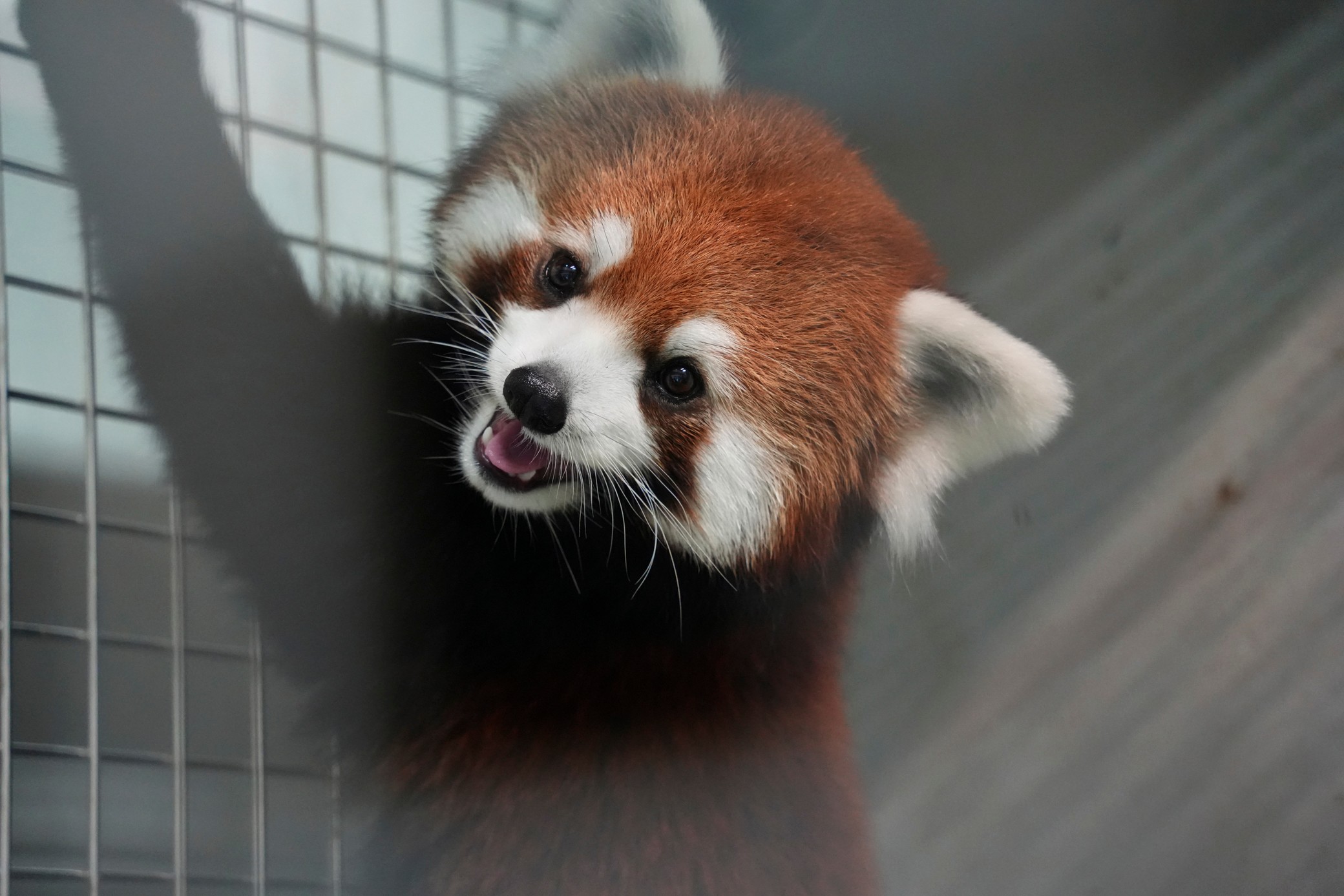 Taipei Zoo welcomes a pair of red pandas from China, first i