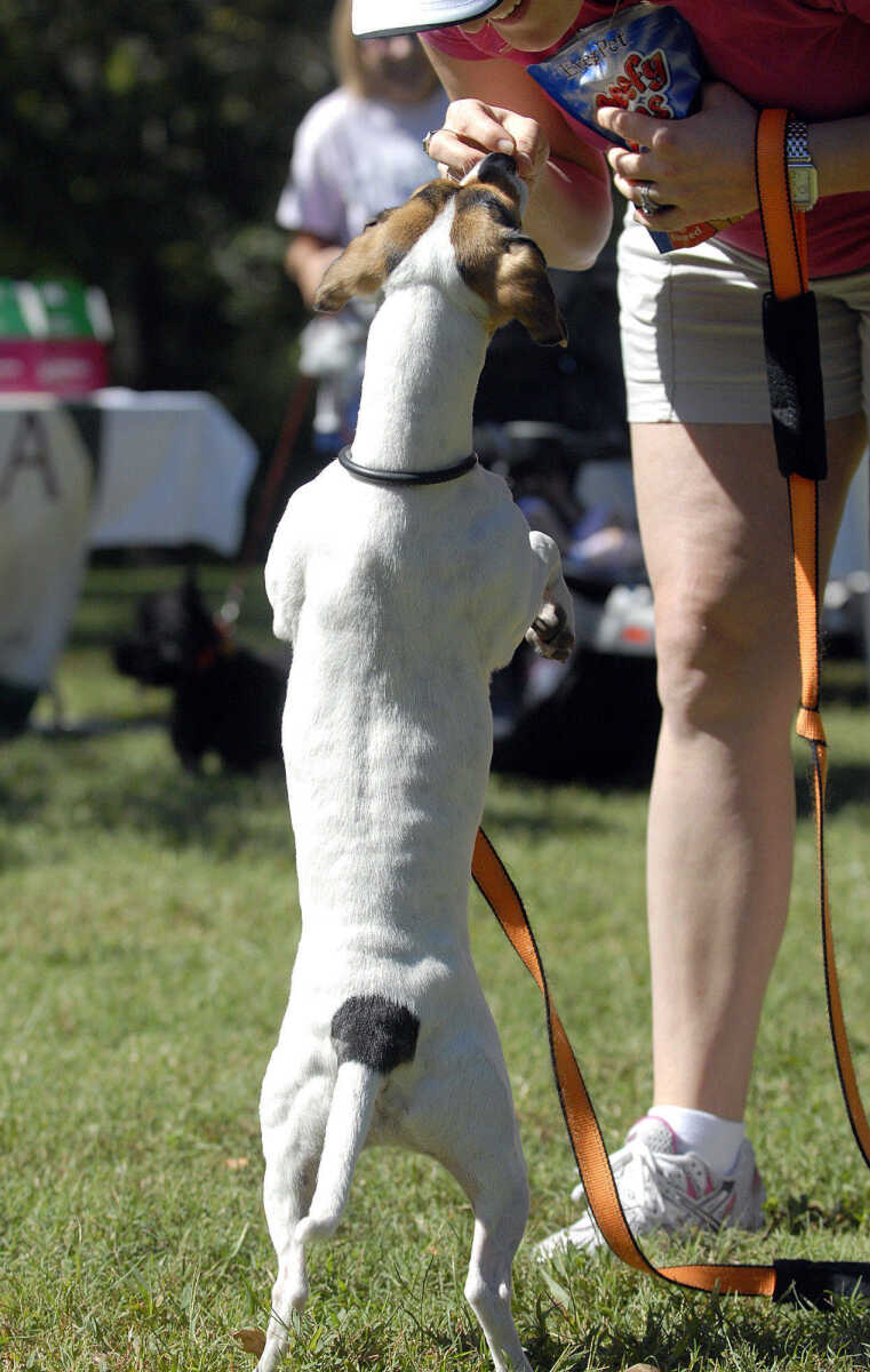 LAURA SIMON~lsimon@semissourian.com
Angie Dombrowski uses a treat to get her dog Pablo's tail wagging during the best tail wag competition Saturday, September 25, 2010 during Bark in the Park at Kiwanis Park in Cape Girardeau.