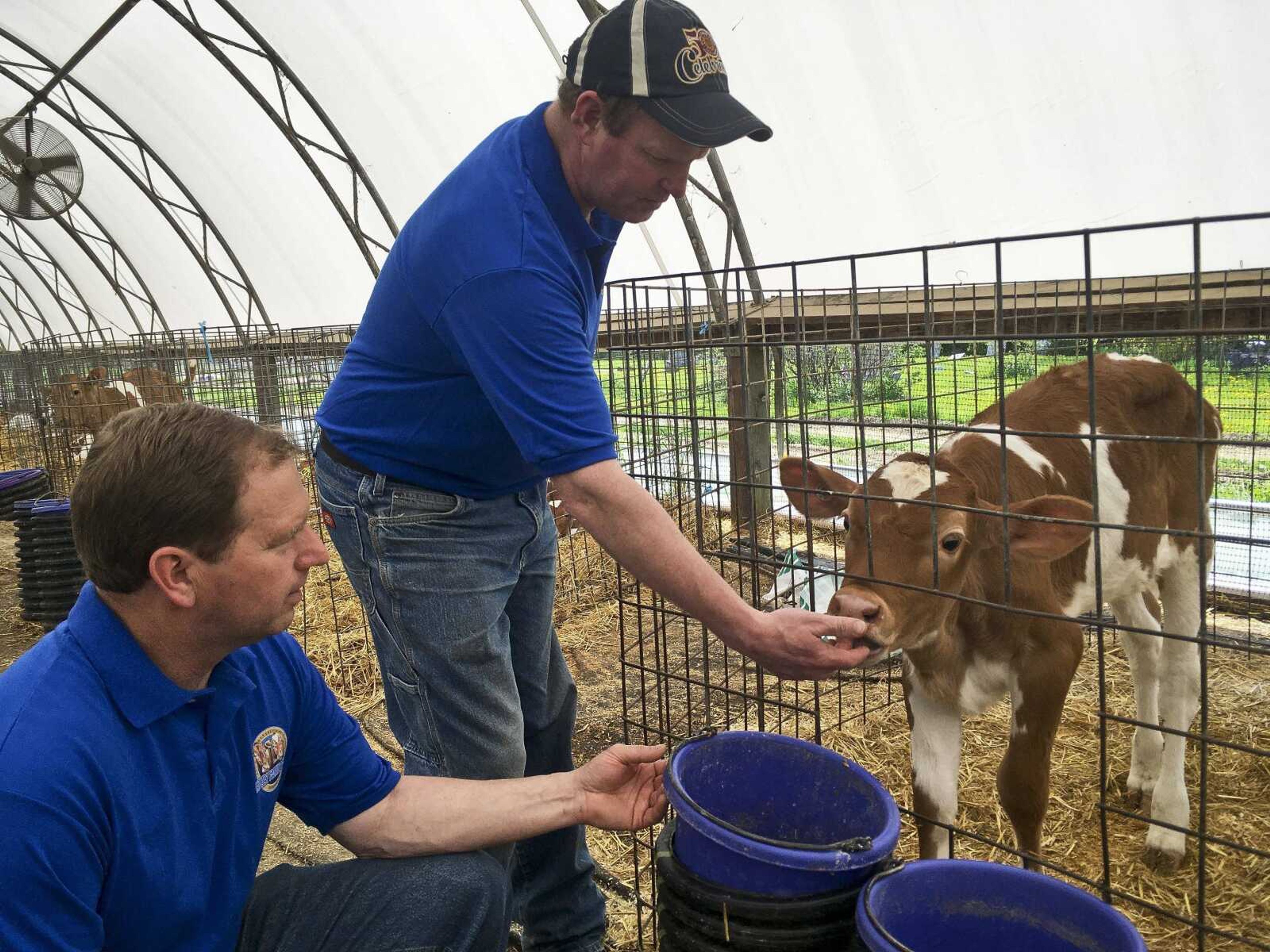 Tom Ripley, left, and his brother, Dan Ripley, of the Ripley Family Farm, feed a Guernsey calf at their facility in Moravia, New York. Some cows on the farm naturally produce milk without a protein some people blame for indigestion. So-called A2 milk is showing up on more supermarket shelves.