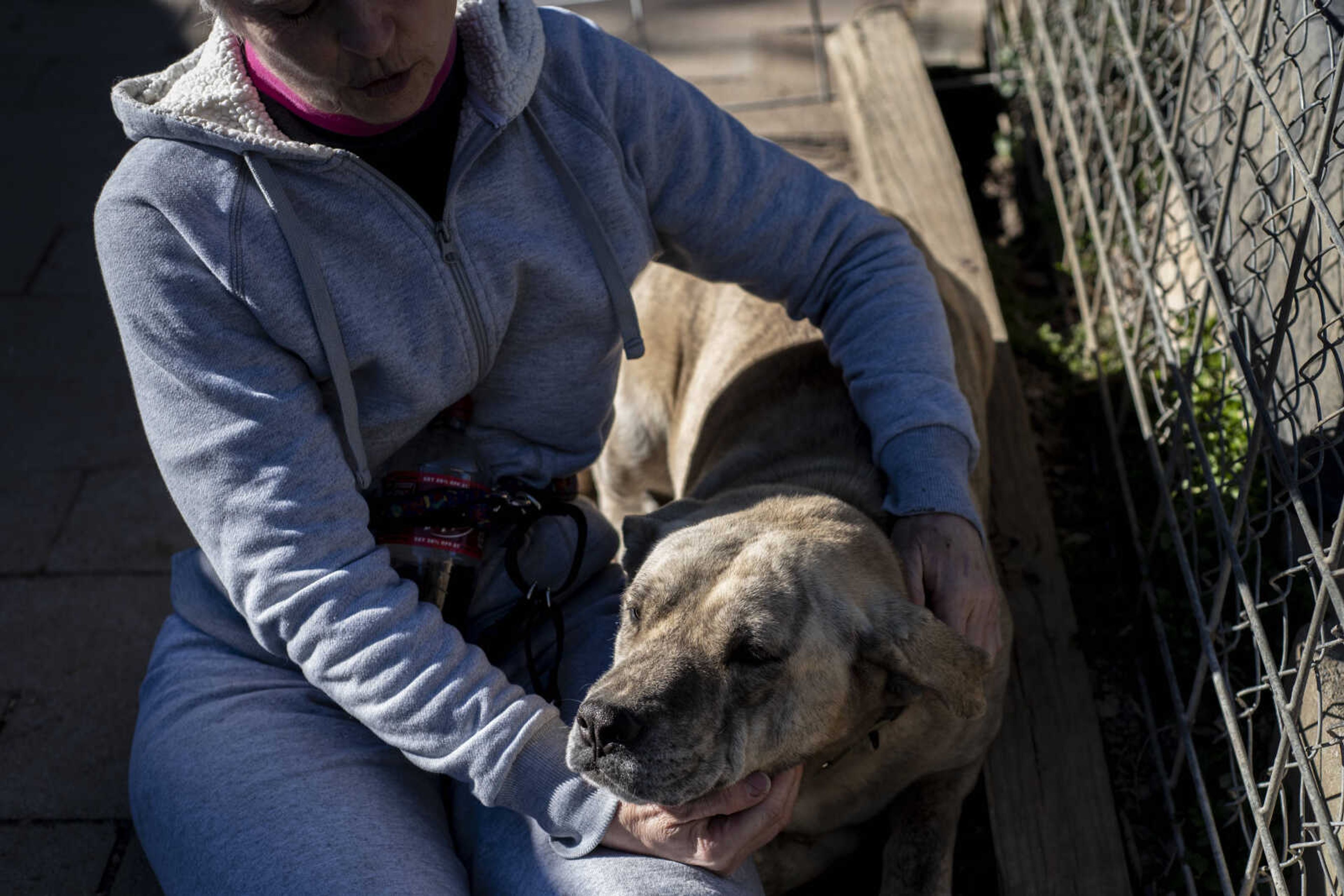 Marilyn Neville works with Wilma Dee, a bullmastiff mix, who is a semi-feral dog at the Bollinger County Stray Project Wednesday Jan. 9, 2019, in Zalma.