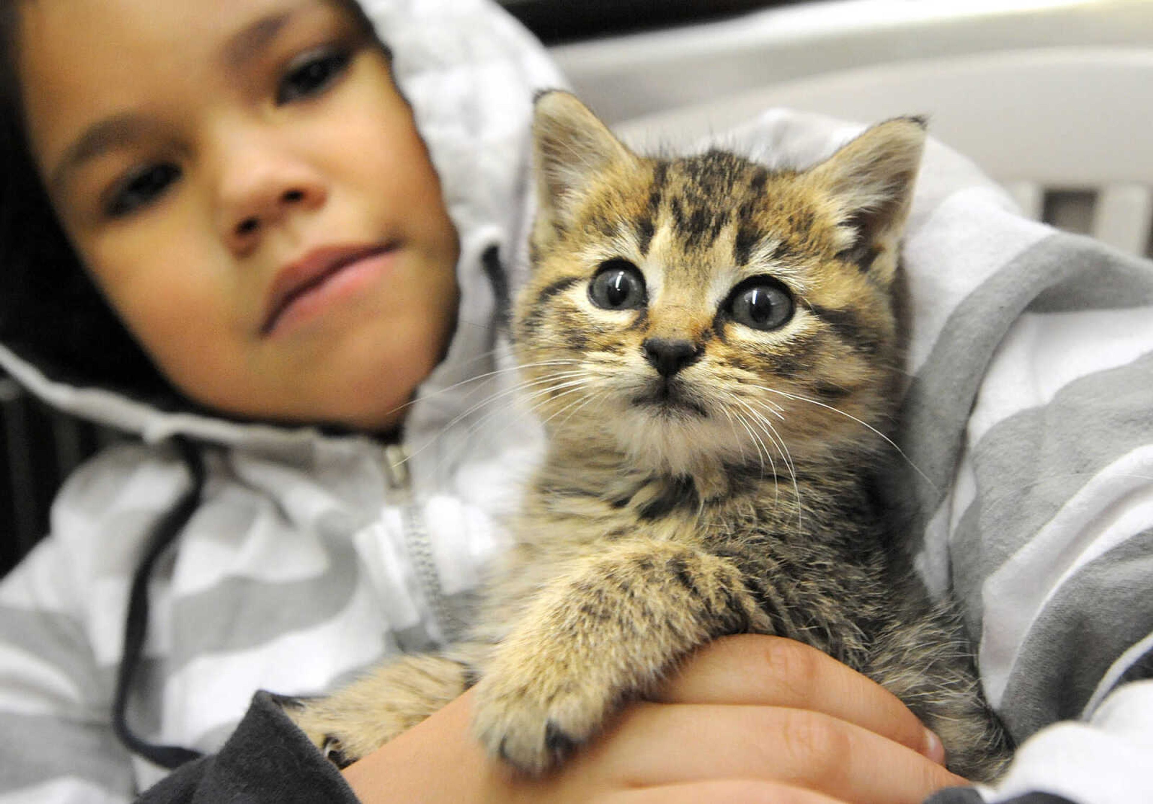 LAURA SIMON ~ lsimon@semissourian.com

Allie Maglone visits with one of many kittens available for adoption, Tuesday, Nov. 19, 2013, at the Humane Society of Southeast Missouri.