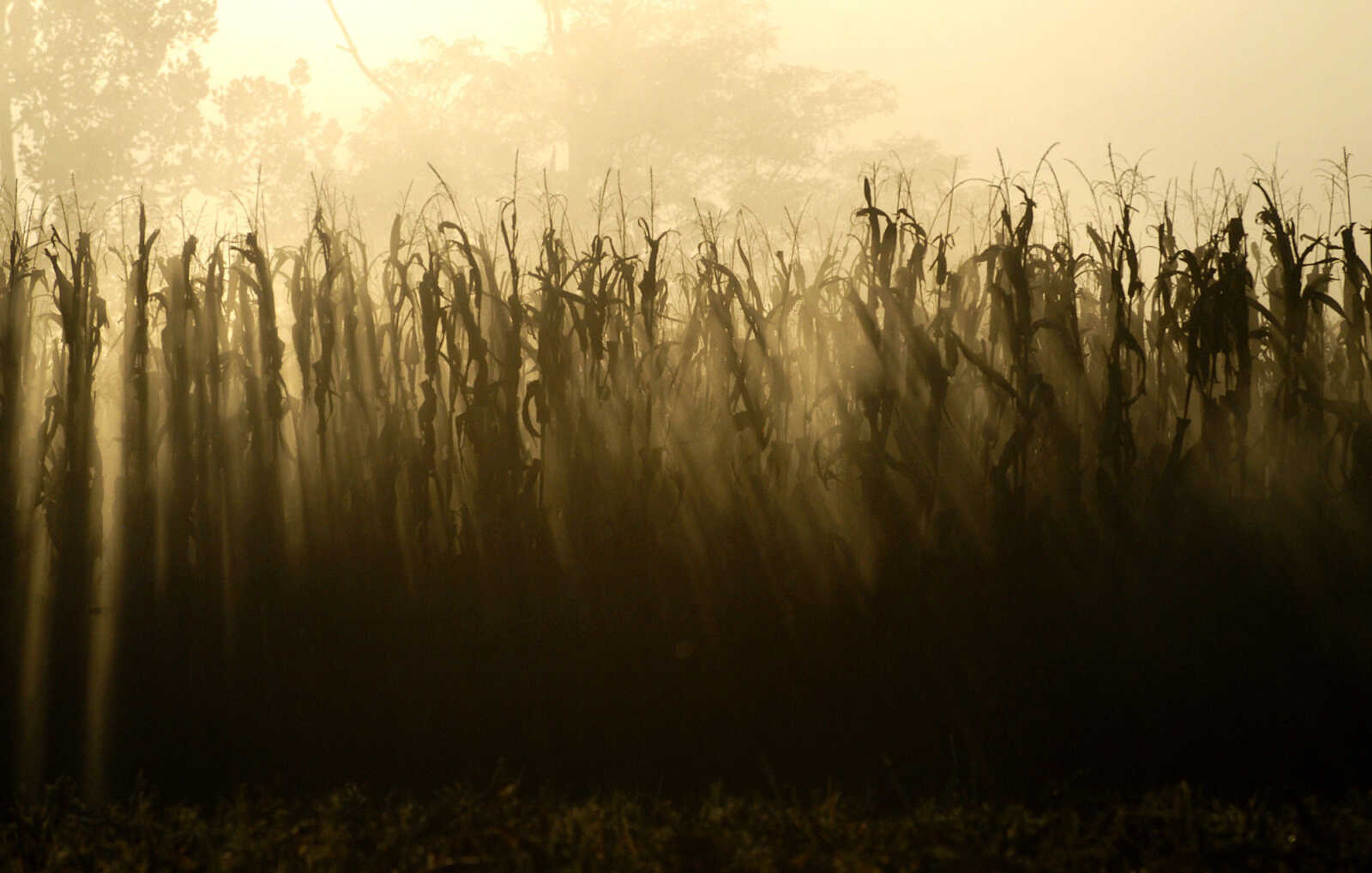 LAURA SIMON ~ lsimon@semissourian.com
The sun descends in the west silhouetting stalks of corn Tuesday, October 4, 2011 near Jackson, Mo.