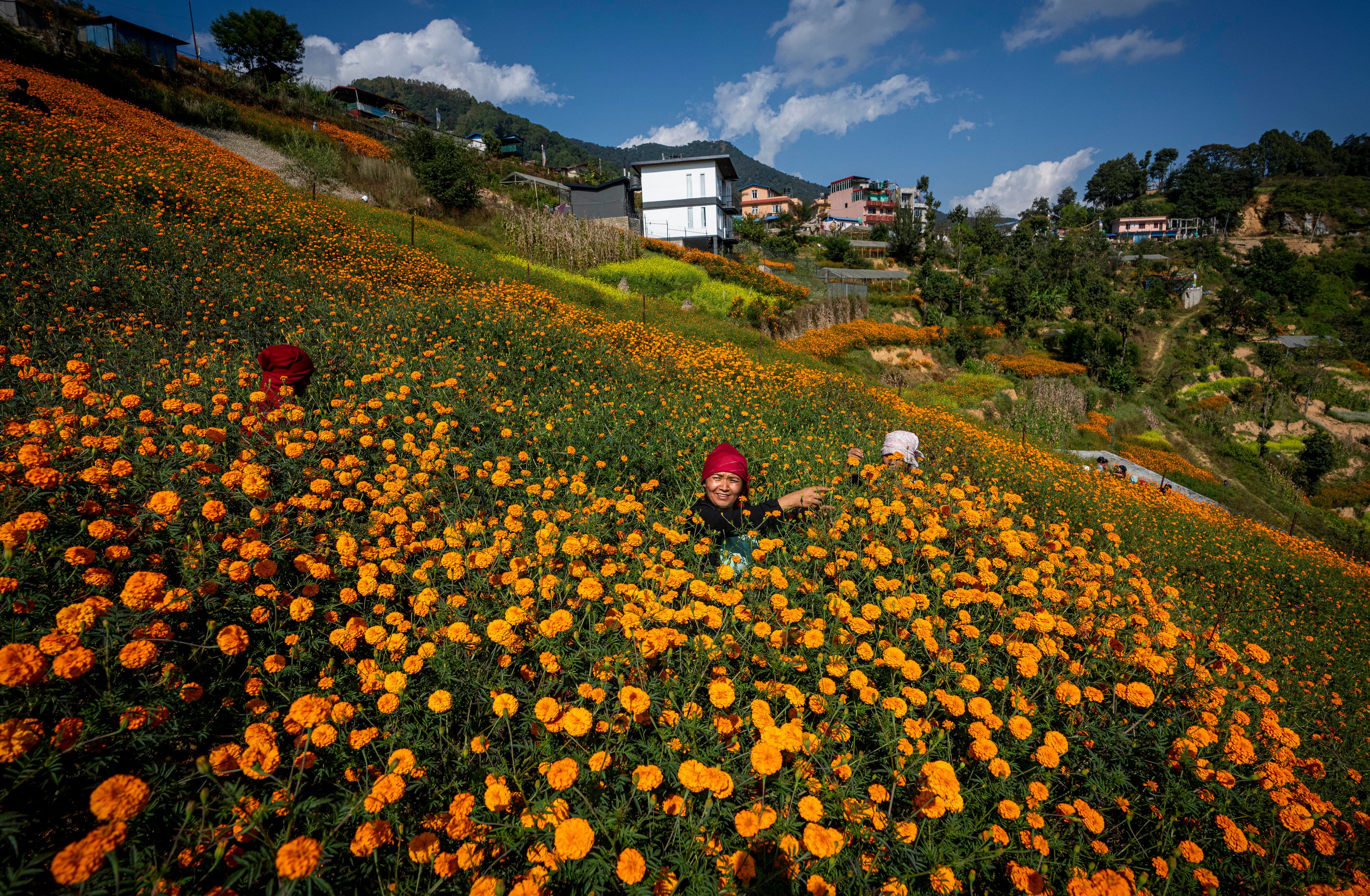 Farmers pick marigold flowers to make garlands to sell for Tihar festival, on the outskirts of Kathmandu, Nepal, Wednesday, Oct. 30, 2024. (AP Photo/Niranjan Shrestha)