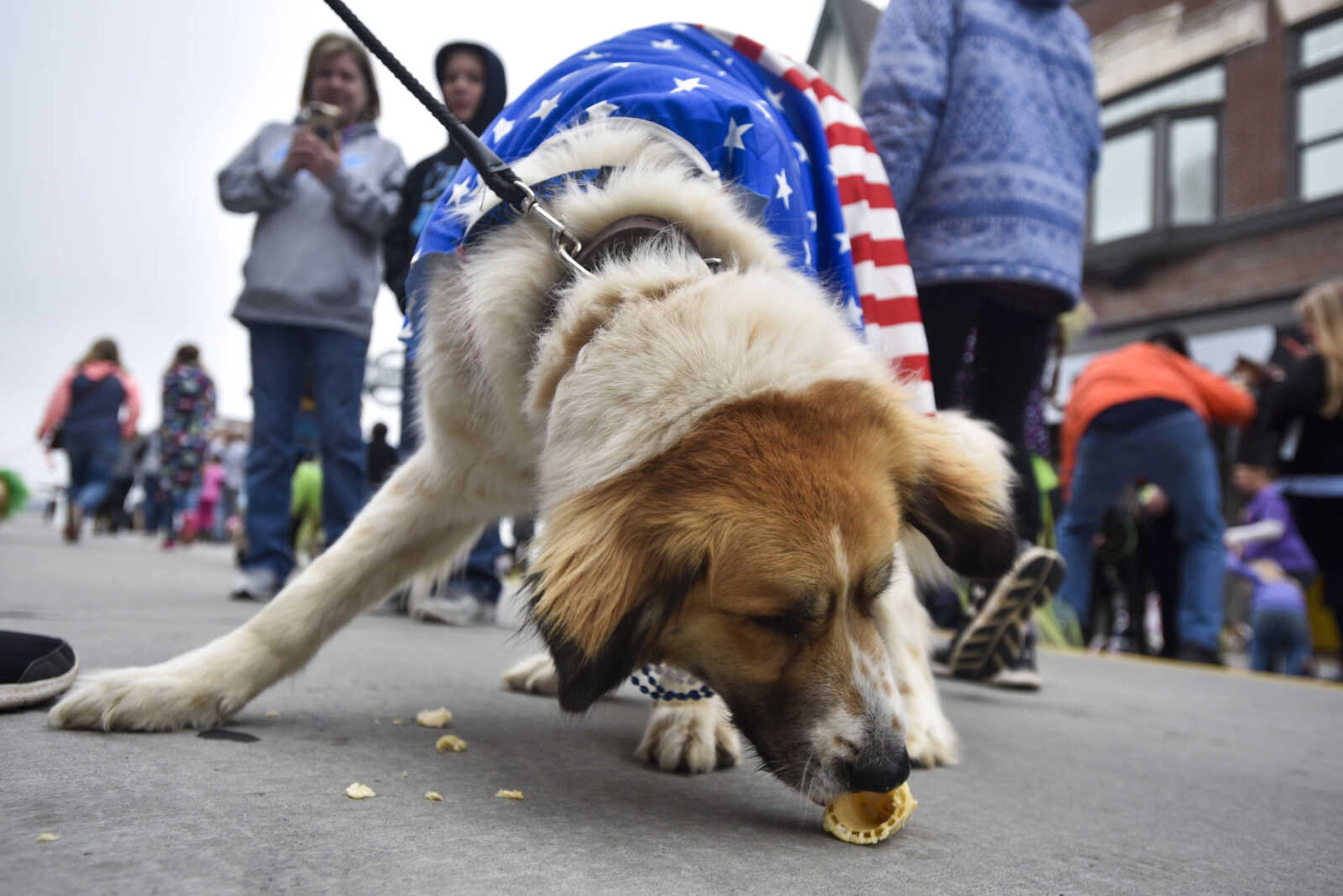 Gabe Fuller's dog Maverick, a Great Pyrenees and St. Bernard mix, finishes a doggy cone at the conclusion of the 2nd annual Mardi Paws Parade of Pets on Sunday, March 18, 2018, in Cape Girardeau.