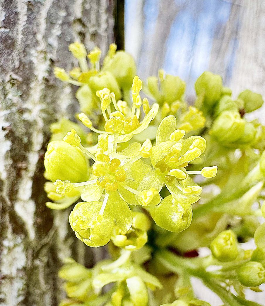 Through the Woods: Another flowering tree of spring