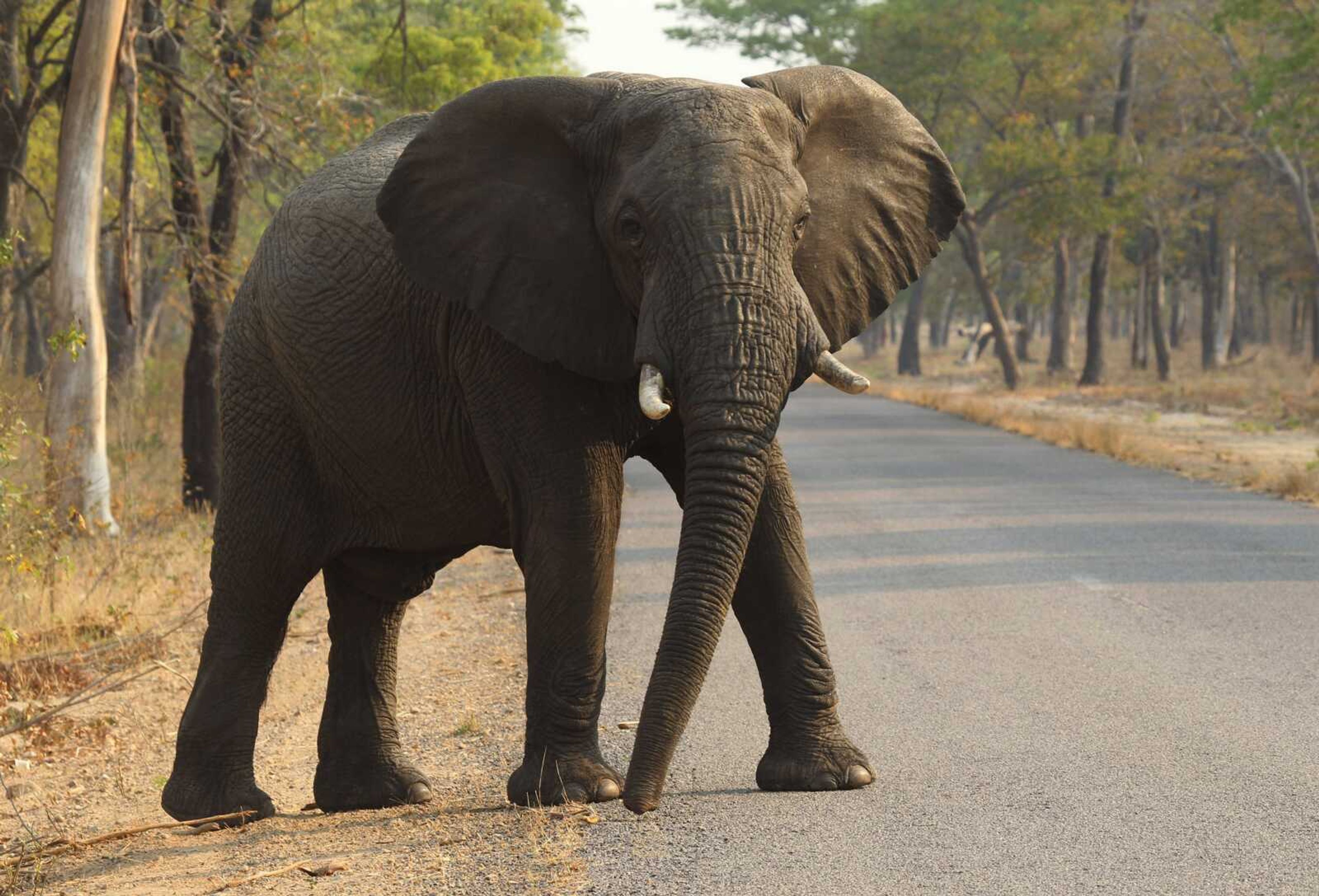 An elephant crosses a road Oct. 1 in Hwange National Park, Zimbabwe. In results published Thursday in the Journal of the American Medical Association, compared with other species, elephants' cells contain many more copies of a major cancer-suppressing gene that helps damaged cells repair themselves or self-destruct when exposed to cancer-causing substances. (Tsvangirayi Mukwazhi ~ Associated Press)