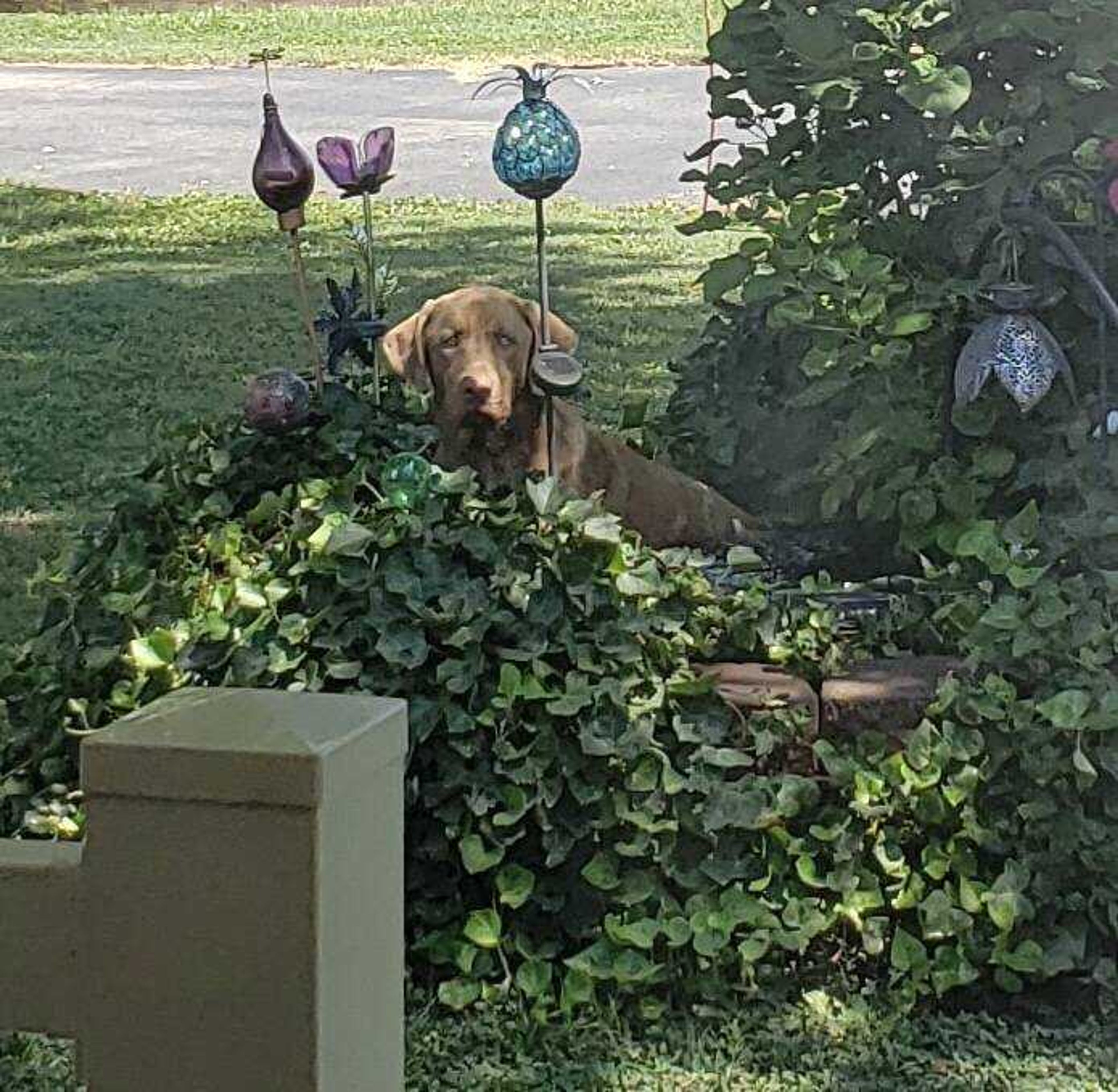 Bear thinks he’s good a hiding in Mom’s ivy covering around her pond. His favorite “secret” spot on hot hot days. 