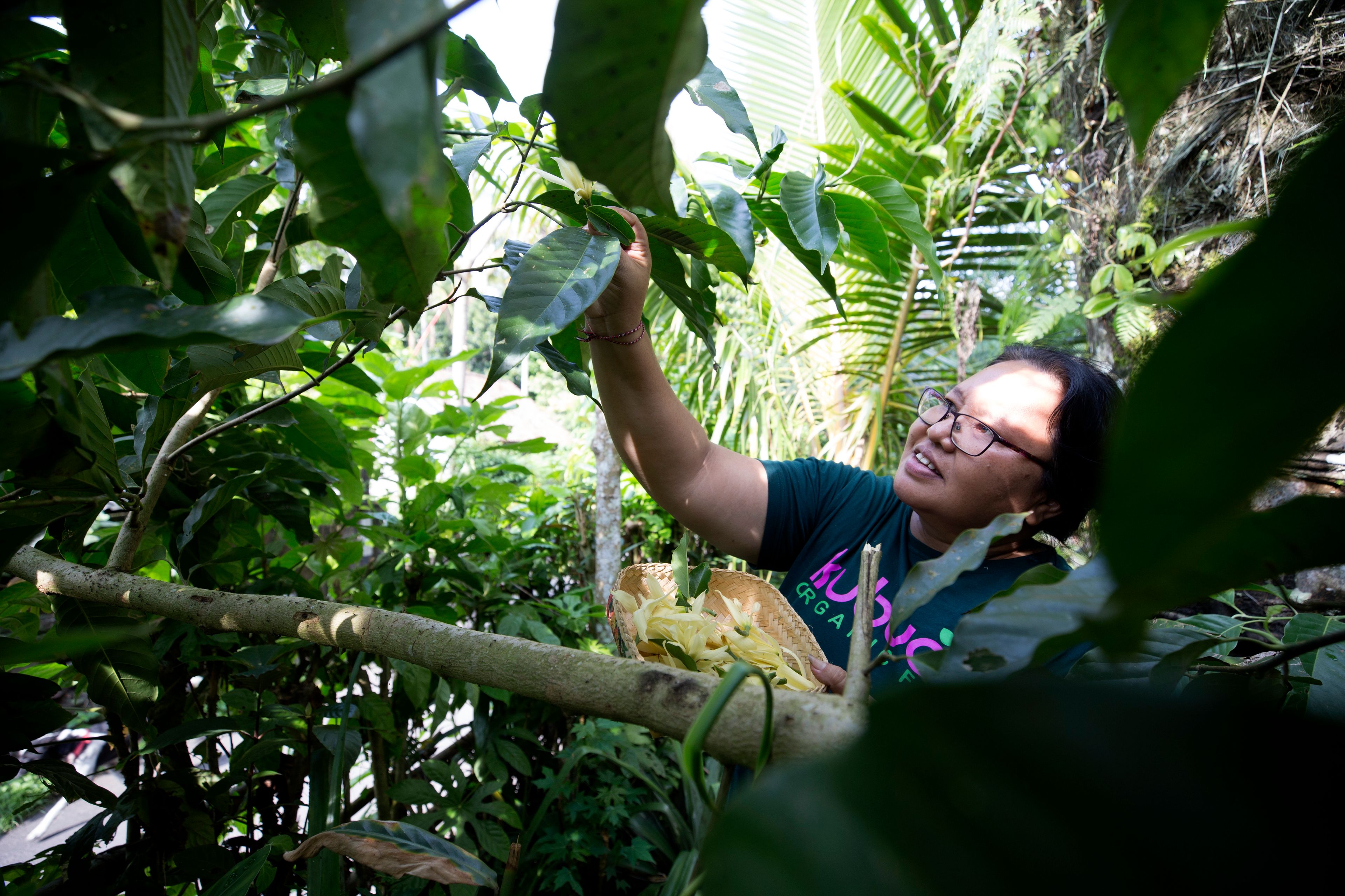 Kadek Krisni picks flower to prepare a headgear for her daughter for a Hindu ceremony at Geriana Kauh village, Karangasem, Bali, Indonesia on Thursday, Nov. 21, 2024. (AP Photo/Firdia Lisnawati)