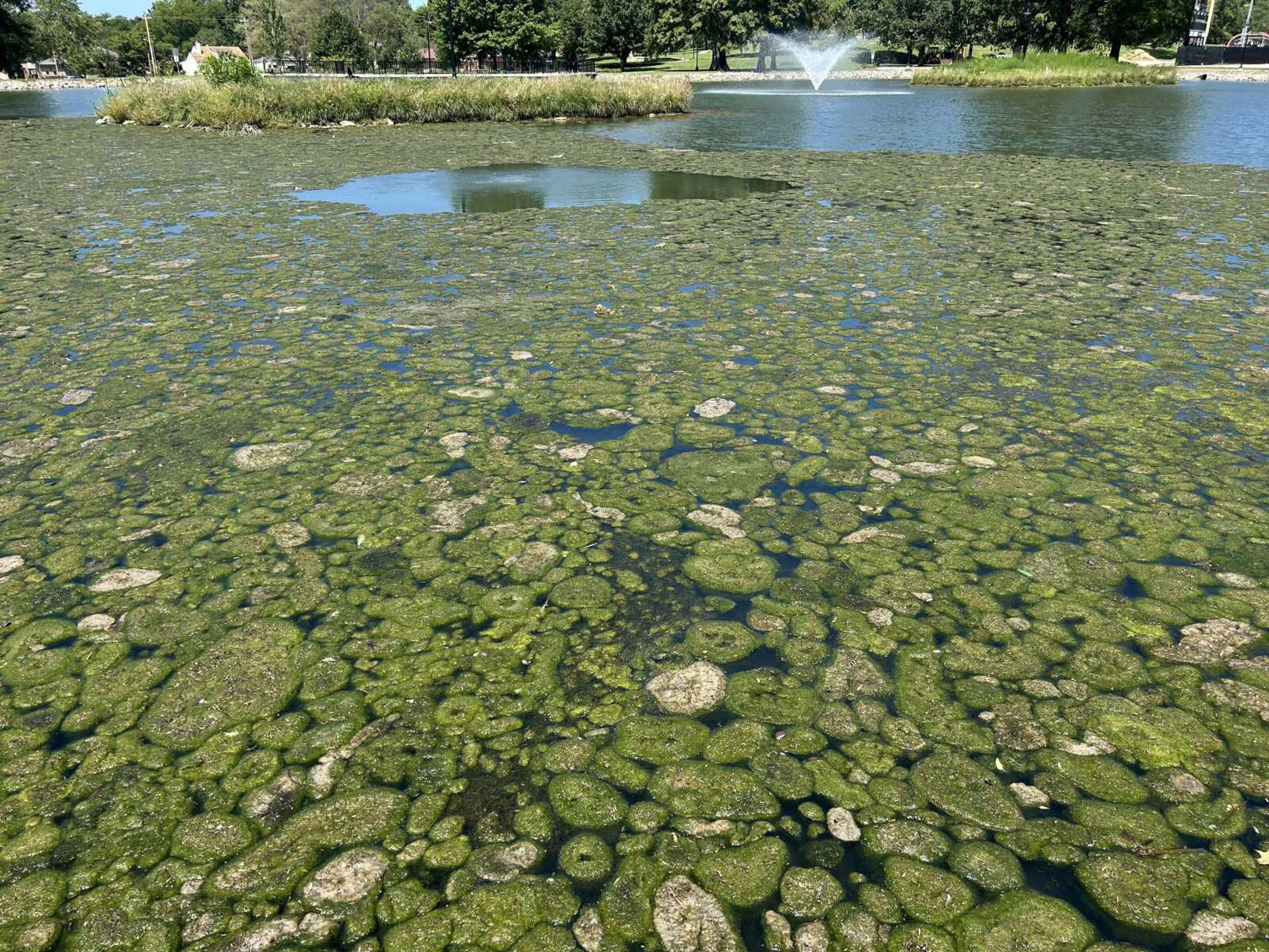 Algae covers the majority of pond surface at Capaha Park. Cape Girardeau Parks Department officials say removing the algae will be a lengthy process.