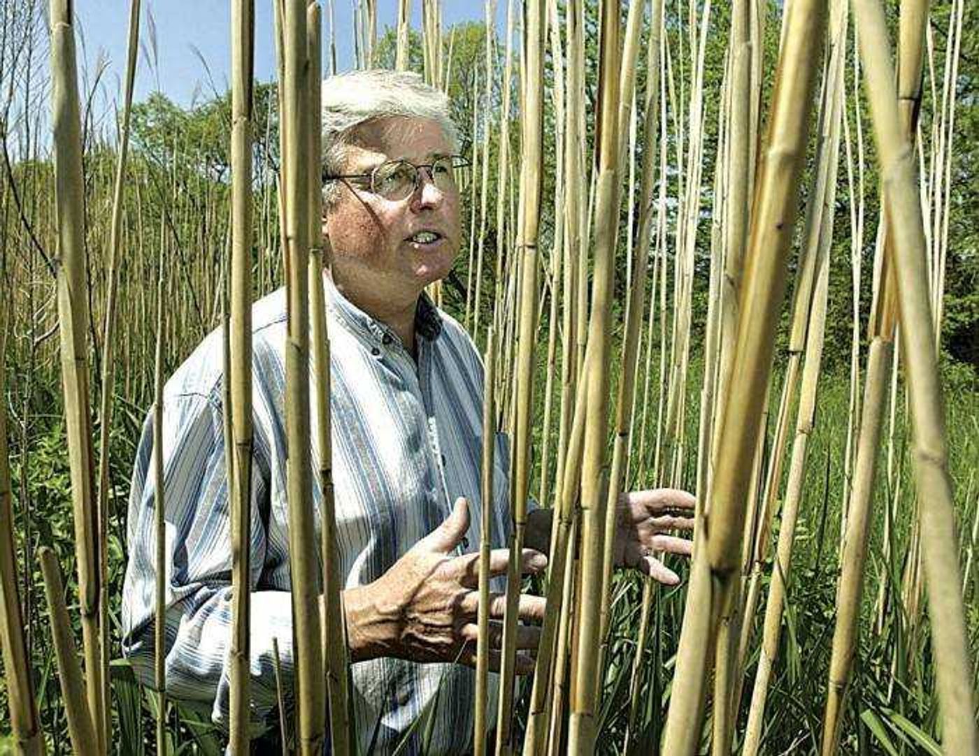 John Caveny walked through a field of miscanthus grass on his farm near Monticello, Ill. Researchers are studying ways miscanthus can be made into ethanol. Miscanthus, which could yield 15 to 20 tons per acre, may be good source of cellulose and a better crop for farmers. (Associated Press)