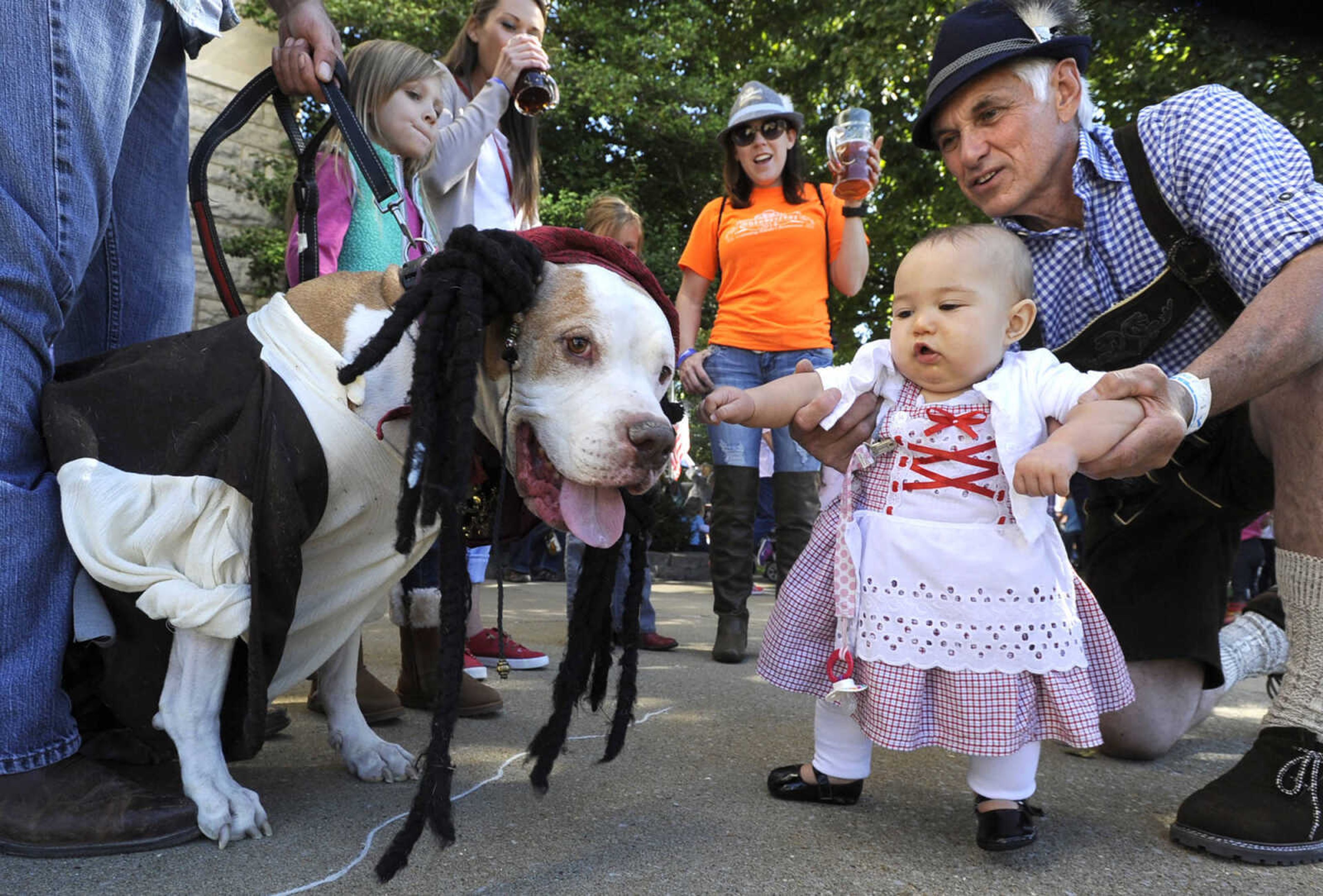 Adelaide Sanders and her grandfather, Bill Sneathen, meet Moose on Oct. 8, 2016, at the Uptown Jackson Oktoberfest in Jackson.