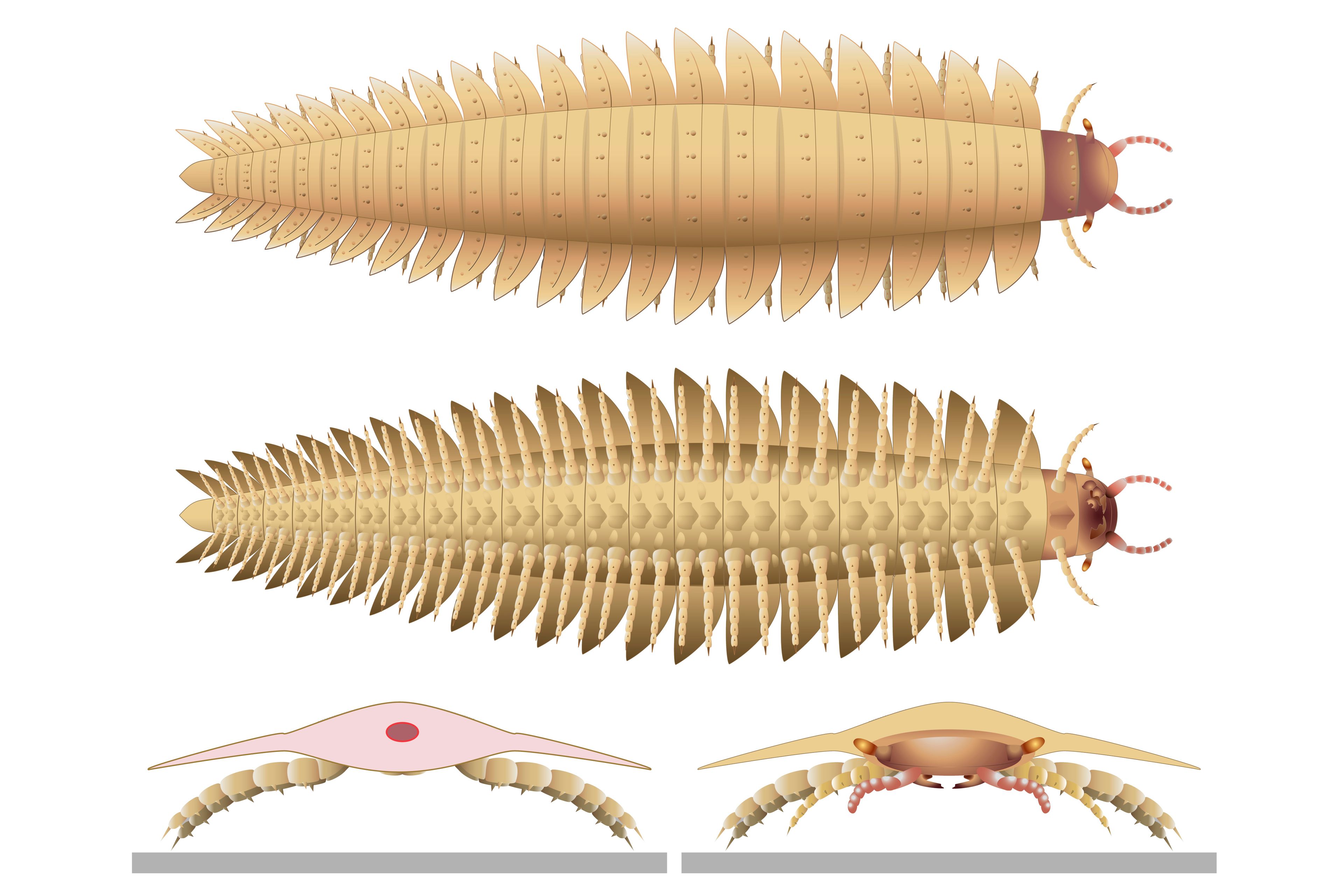 This illustration provided by researchers in October 2024 depicts a juvenile Arthropleura insect reconstructed using fossils discovered in Montceau-les-Mines, France. (Mickaël Lhéritier, Jean Vannier, Alexandra Giupponi via AP)