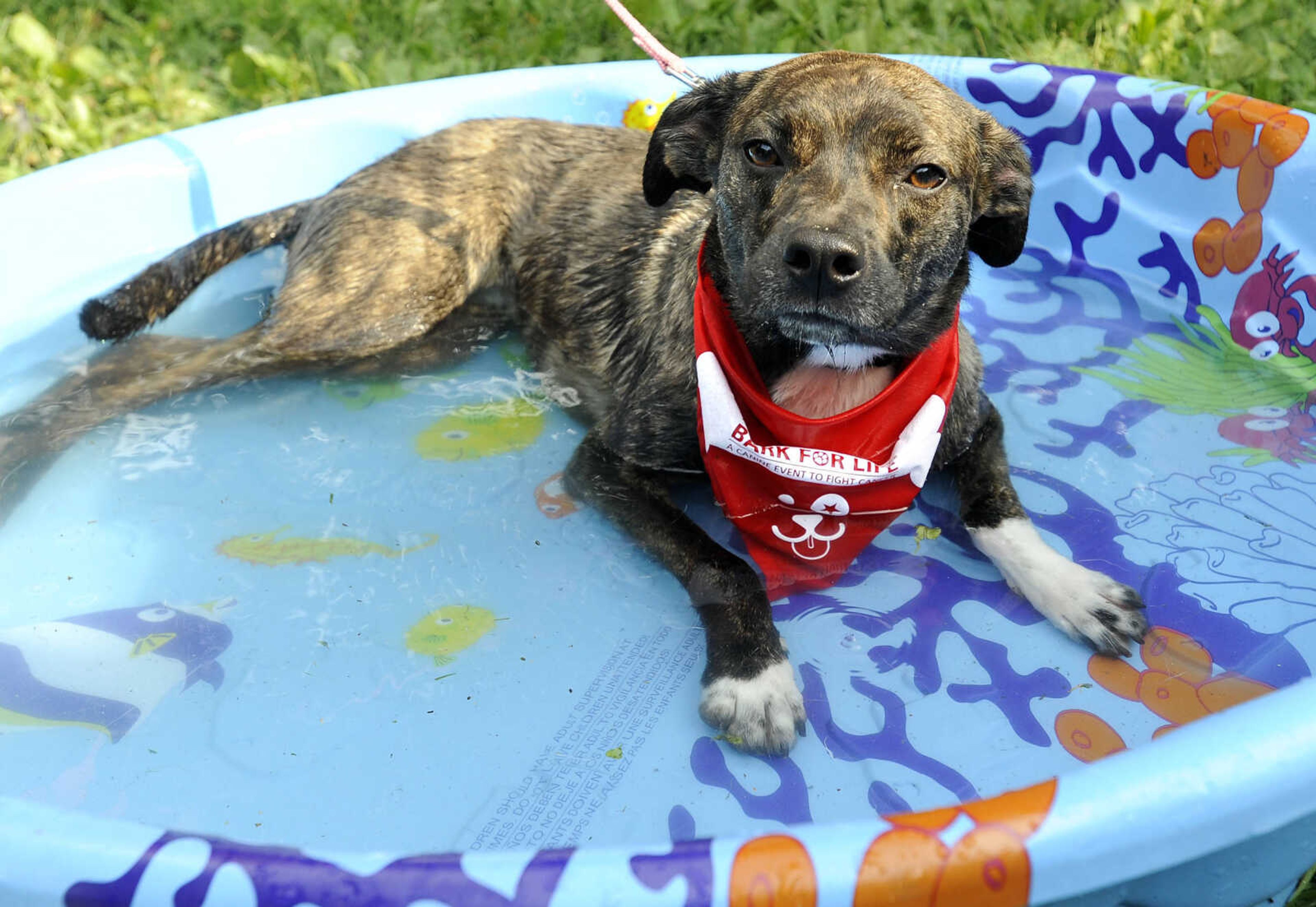 FRED LYNCH ~ flynch@semissourian.com
Phoebe relaxes in a pool after walking Saturday, June 9, 2018 at the American Cancer Society's Bark for Life event at Capaha Park.