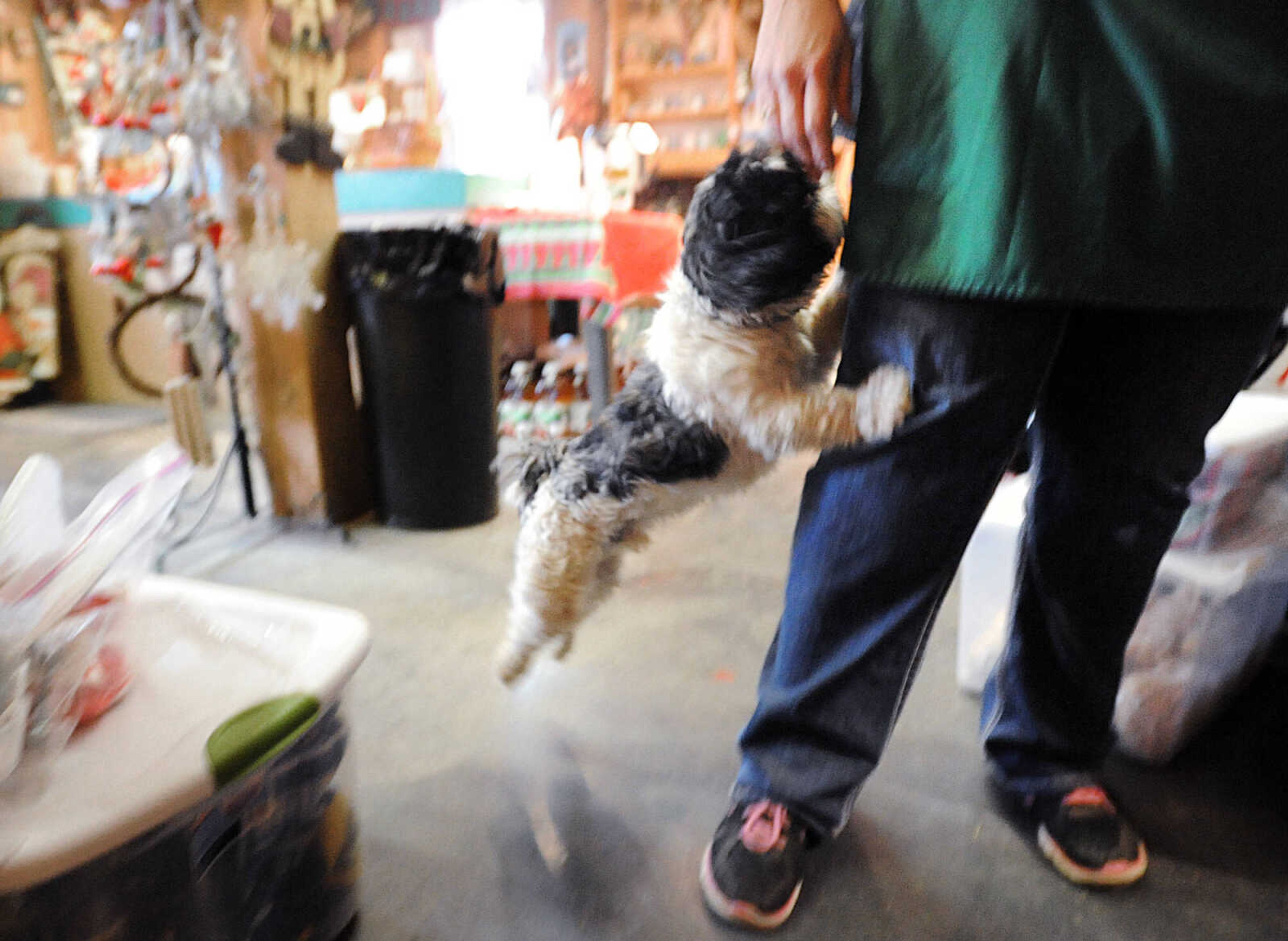 LAURA SIMON ~ lsimon@semissourian.com

Wilson jumps at the chance to help his human mother, Teresa Meier, Wednesday, Nov. 26, 2014, at Meier Horse Shoe Pines in Jackson.